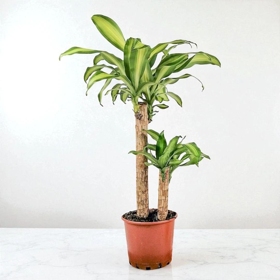 Dracaena Massengena - 2 Gövdeli (100-120cm)