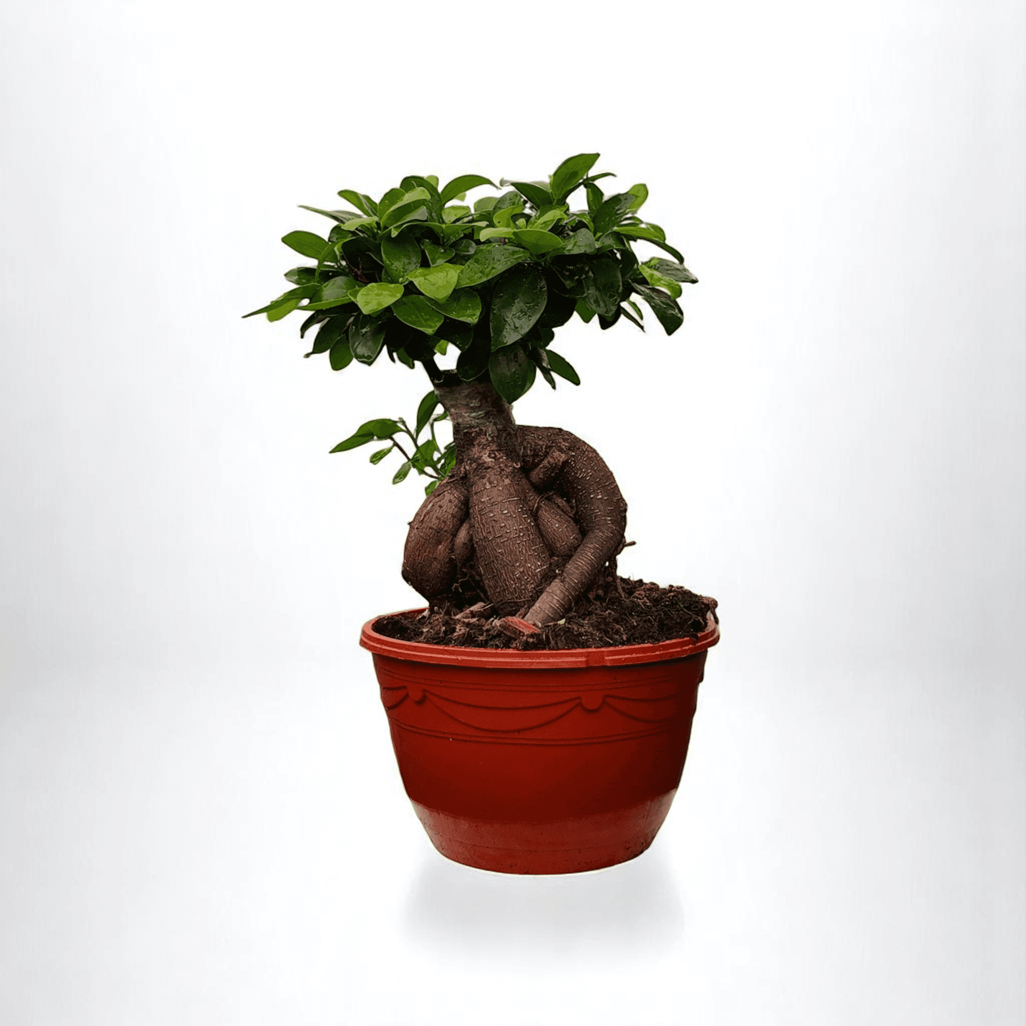 BONSAİ (Ficus Ginseng) (20-40cm)