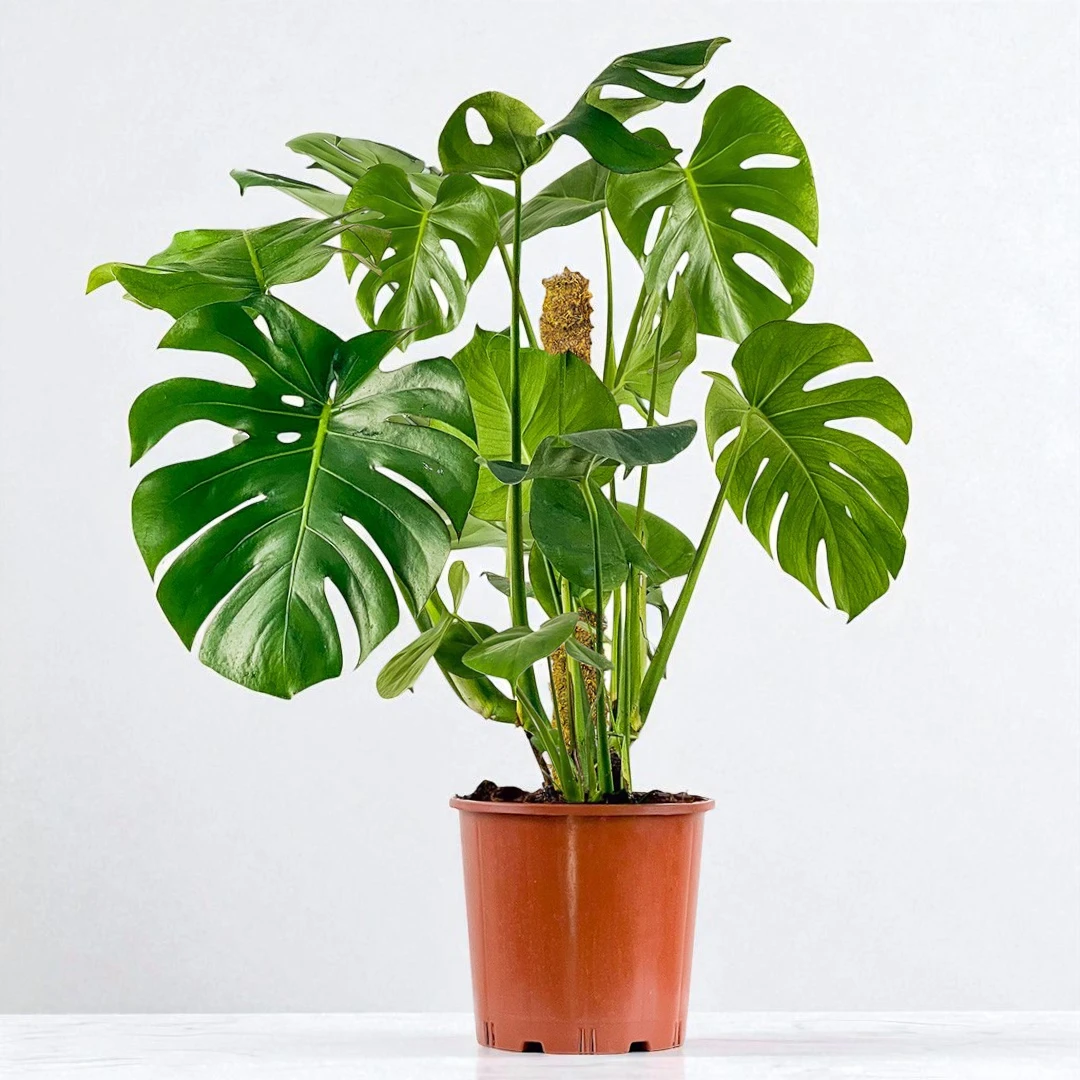 DEVE TABANI (Monstera Deliciosa) (80-100cm)