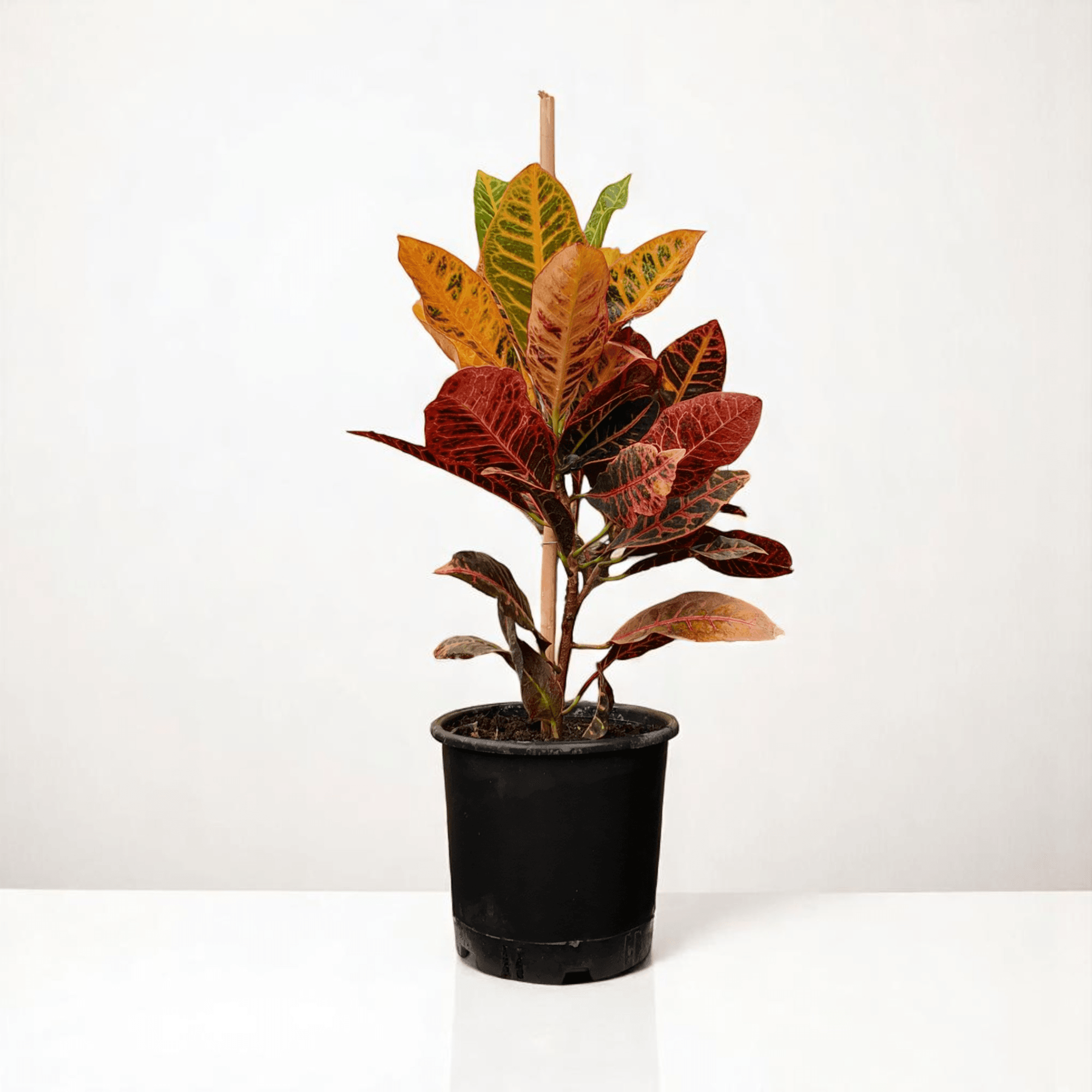 Kraton (Croton Petra) 50 - 70 CM