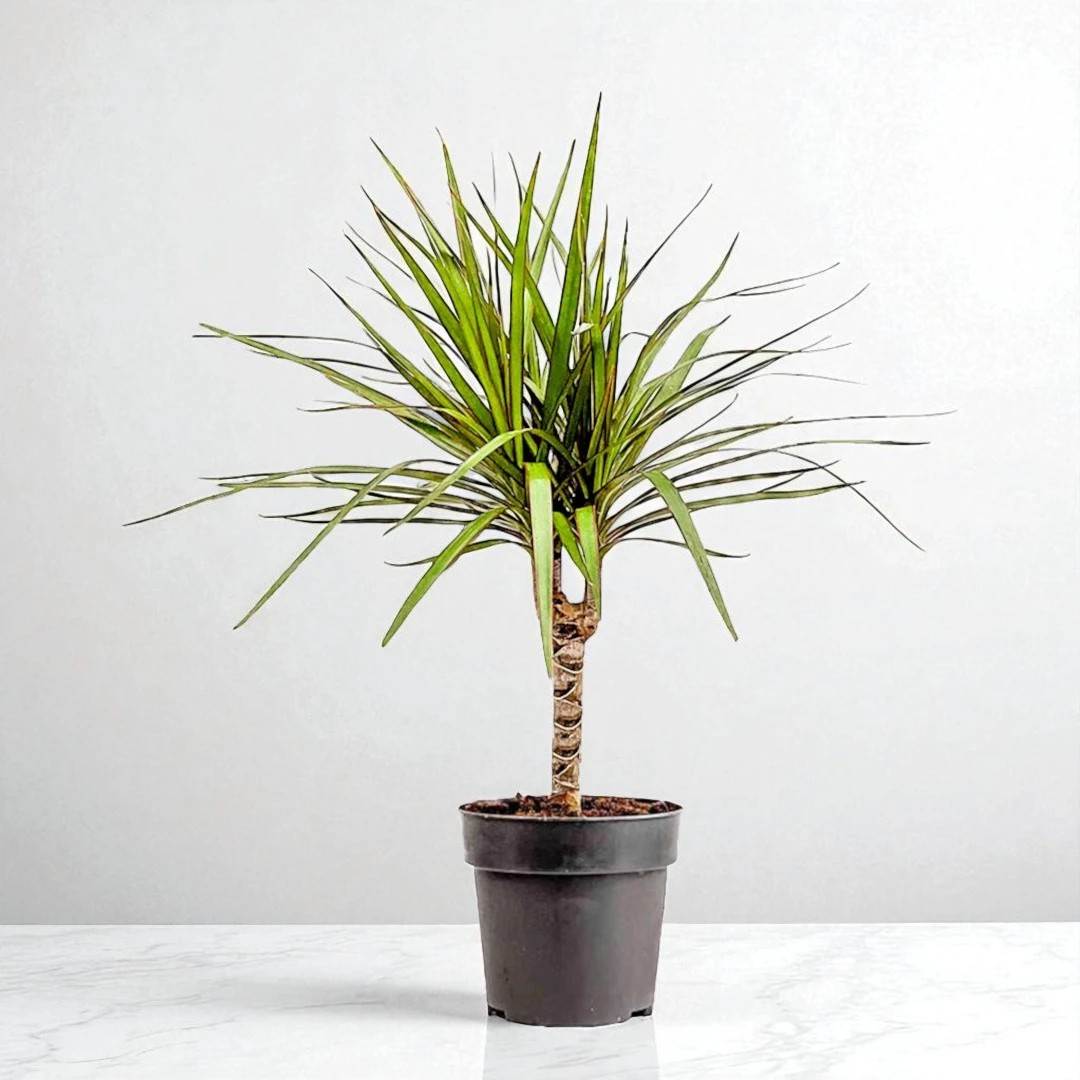 Dracaena Marginata - Tek Gövdeli (40-60cm)