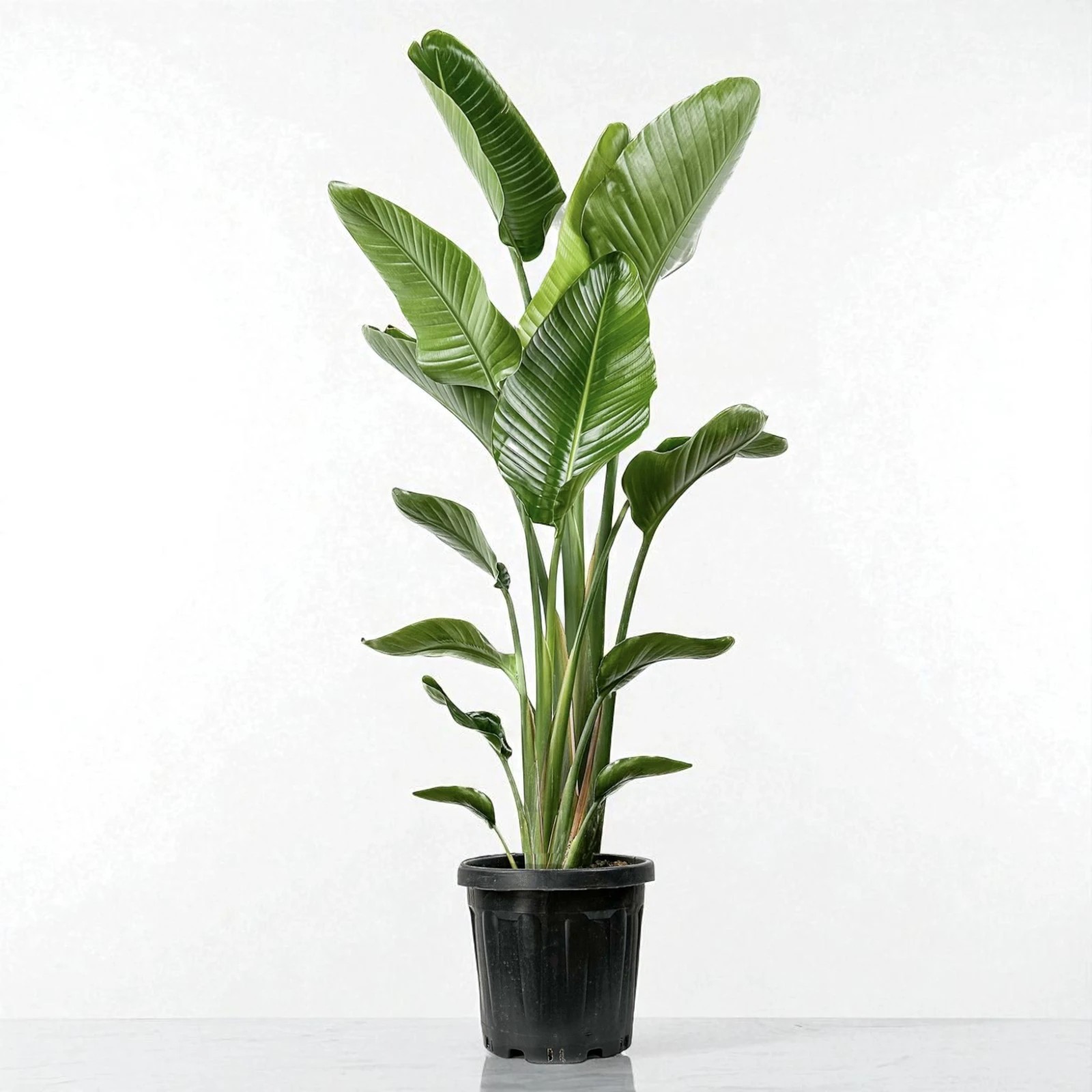 STARLİÇE (Strelitzia Nicolai) ÜÇ KÖK (140-160cm)
