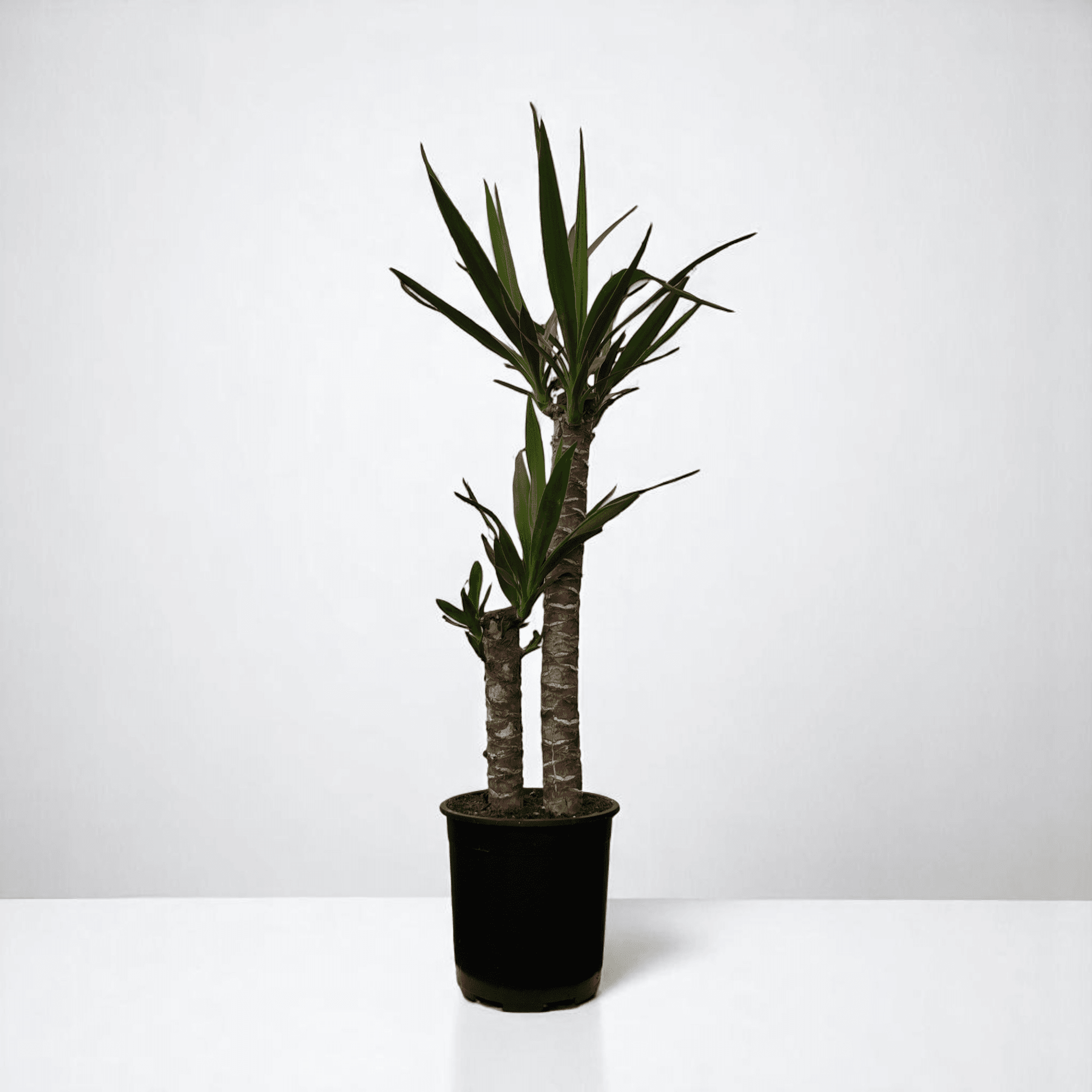 YUKA BİTKİSİ 2 Gövdeli (80-100cm)