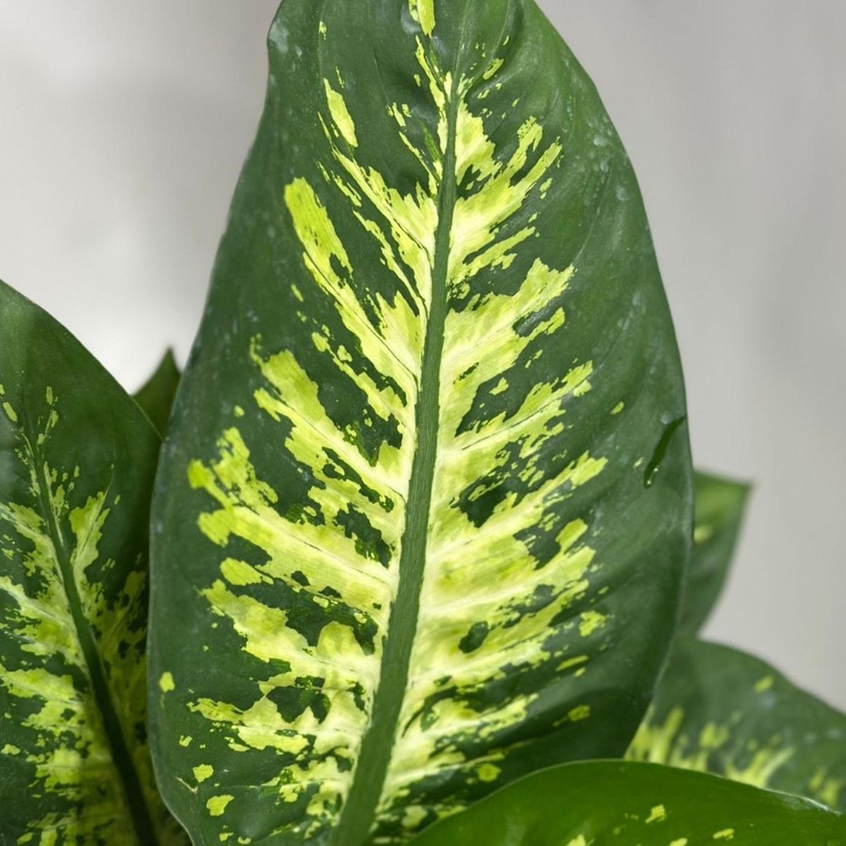 DİFENBAHYA (Dieffenbachia Compacta) (60-80cm)