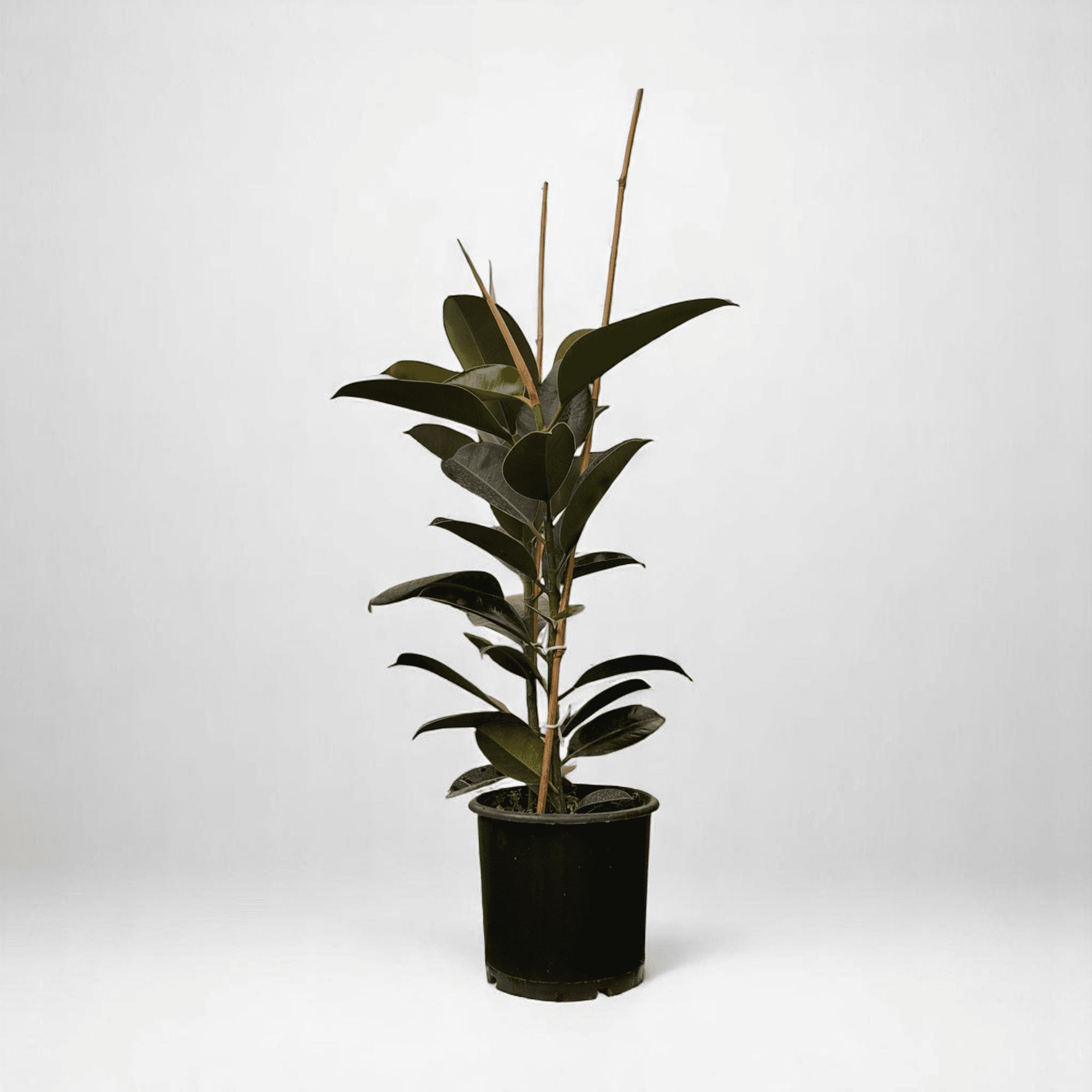 KAUÇUK BİTKİSİ (Ficus Elastica) İKİ KÖK (90-110cm)