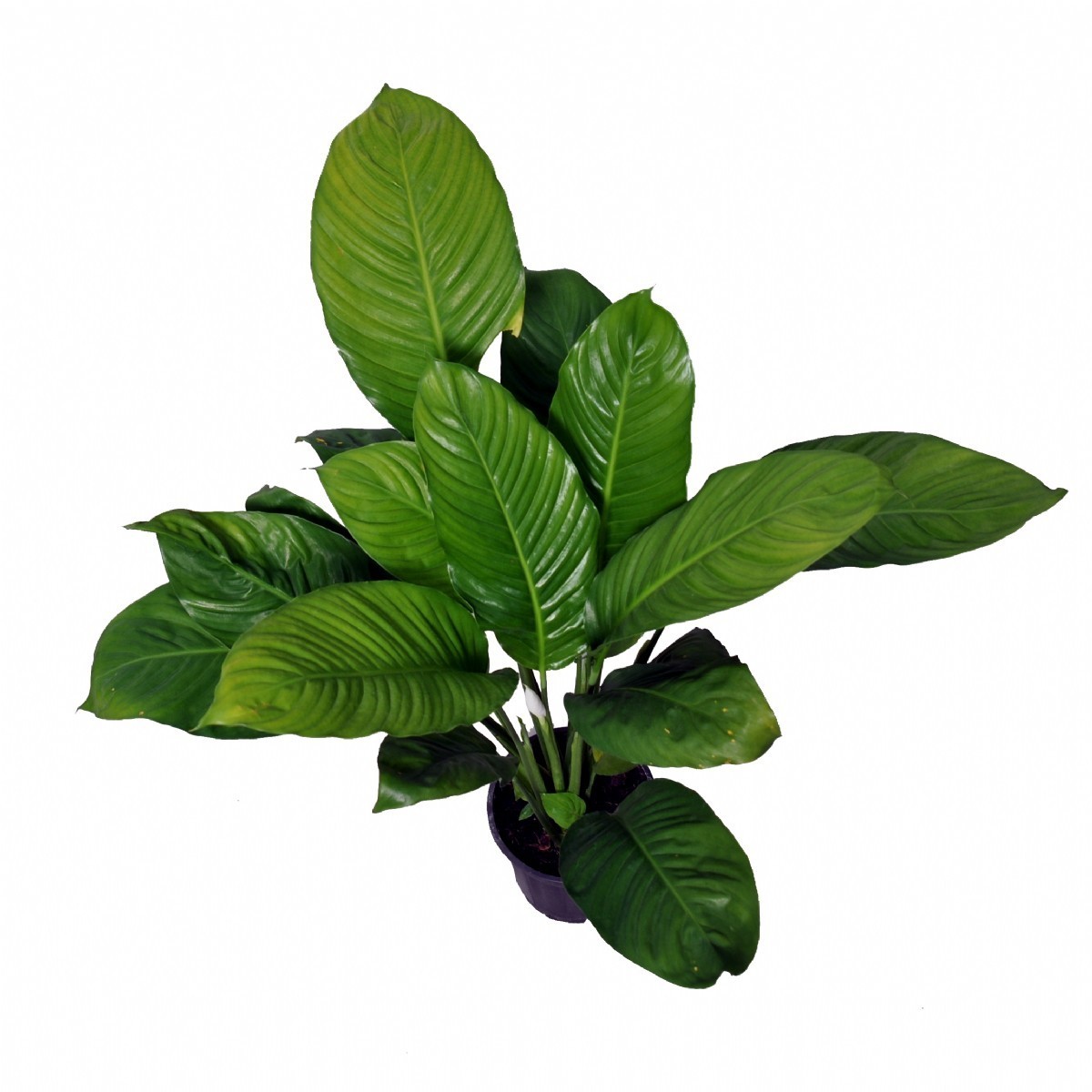 BARIŞ ÇİÇEĞİ (Spathiphyllum) (60-80cm)