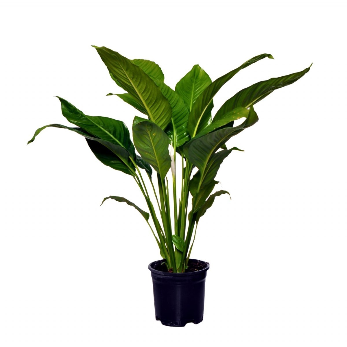 BARIŞ ÇİÇEĞİ (Spathiphyllum) (60-80cm)
