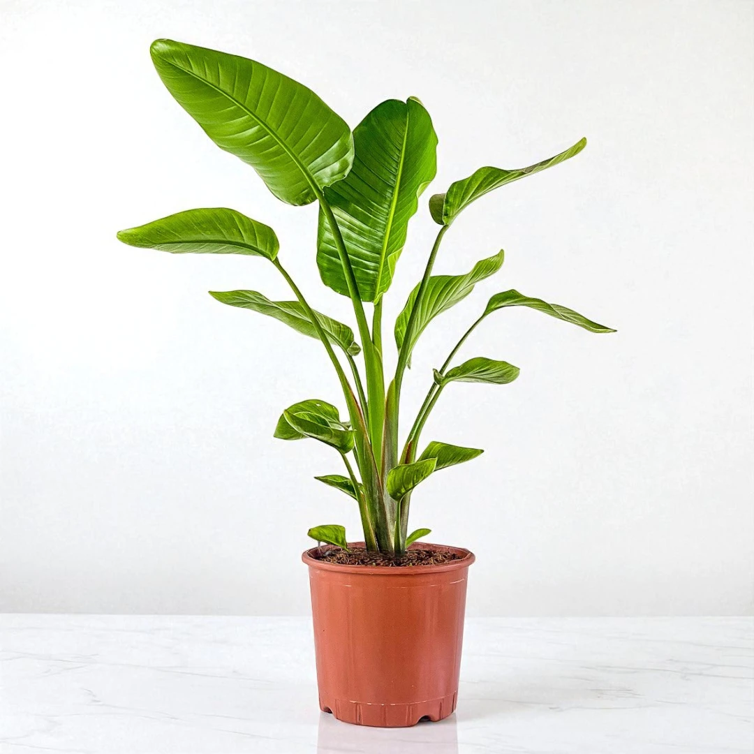 Starliçe (Strelitzia Nicolai) Tek Kök (100-120cm)