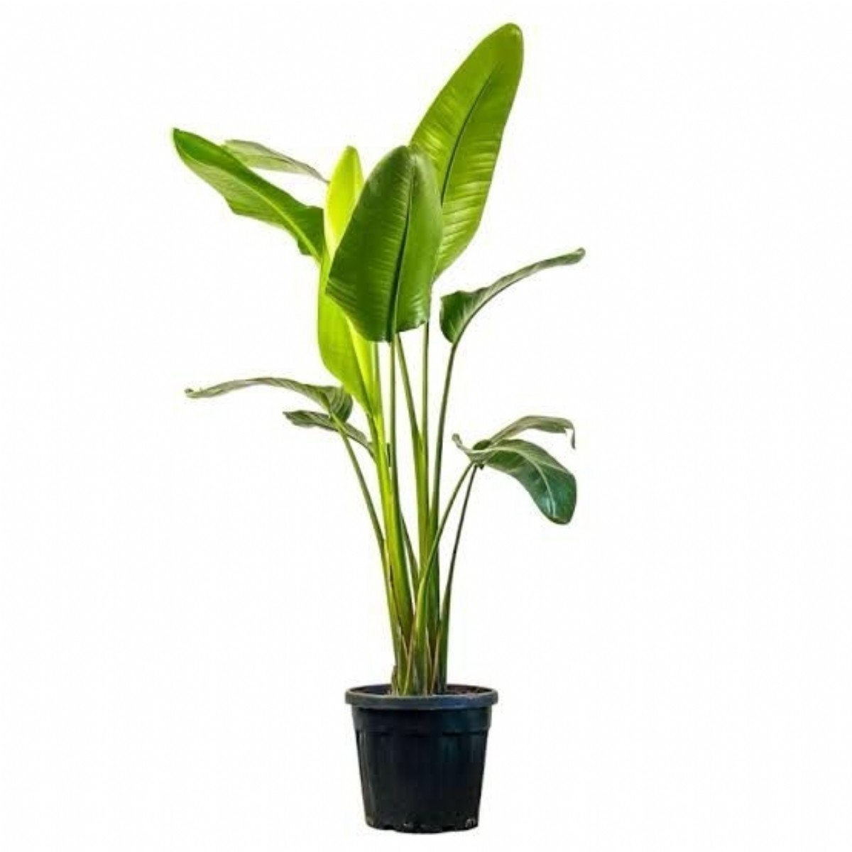 STARLİÇE (Strelitzia Nicolai) ÜÇ KÖK (140-160cm)
