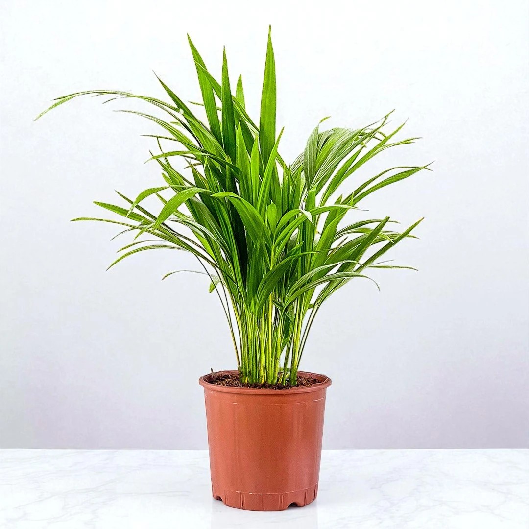Areka Palmiyesi (Dypsis Lutescens) (30-50cm)