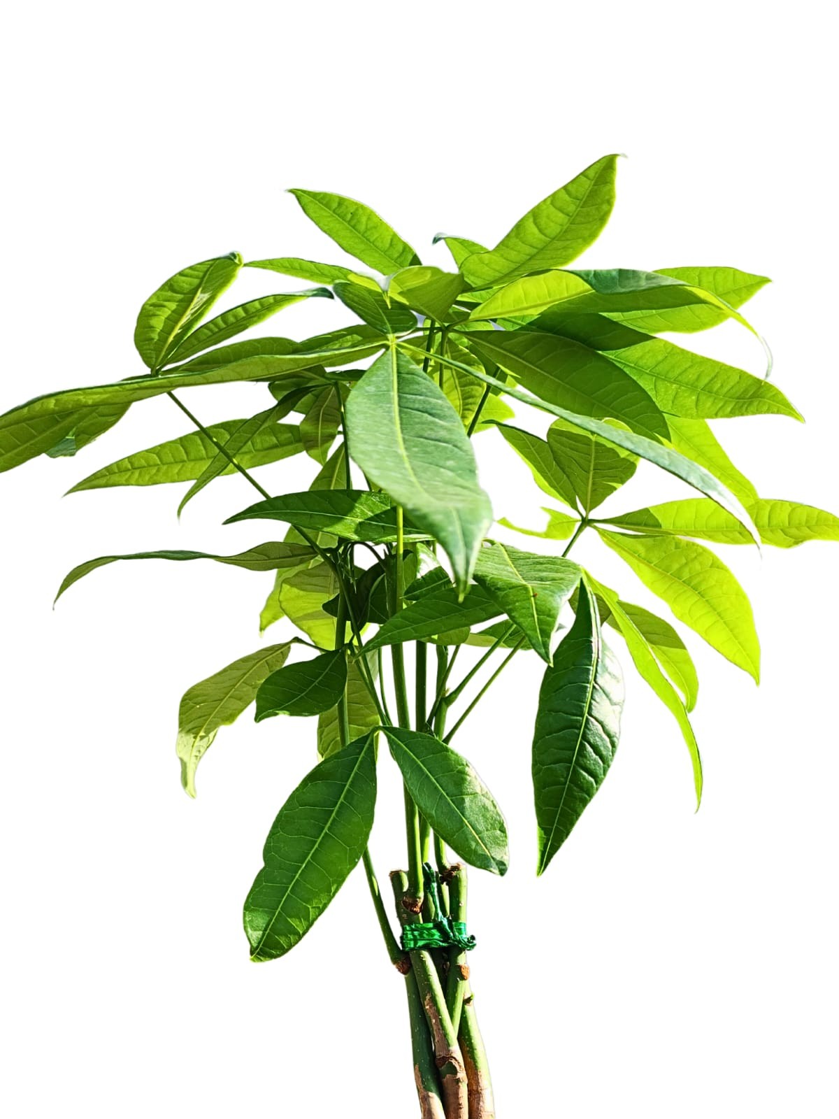 ÖRGÜLÜ PARA AĞACI (Pachira Aquatica) (50-70cm)