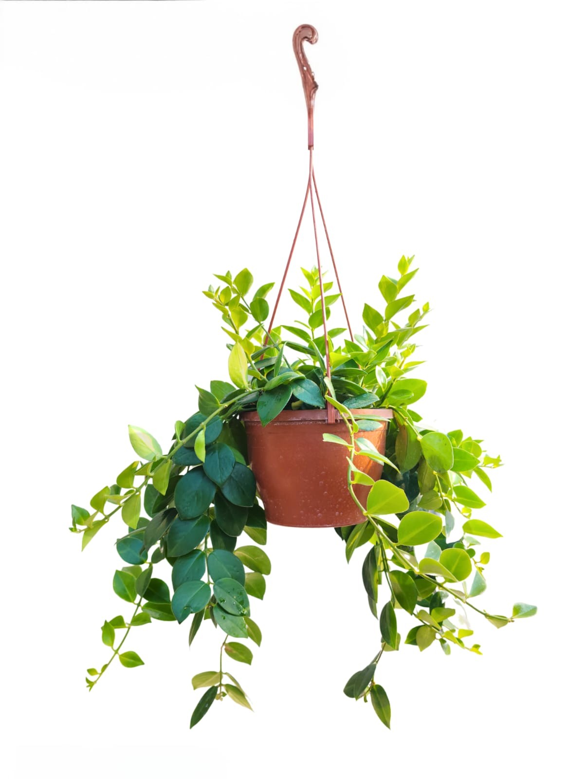 ASKILI RUJ ÇİÇEĞİ (Aeschynanthus) (40-60cm)