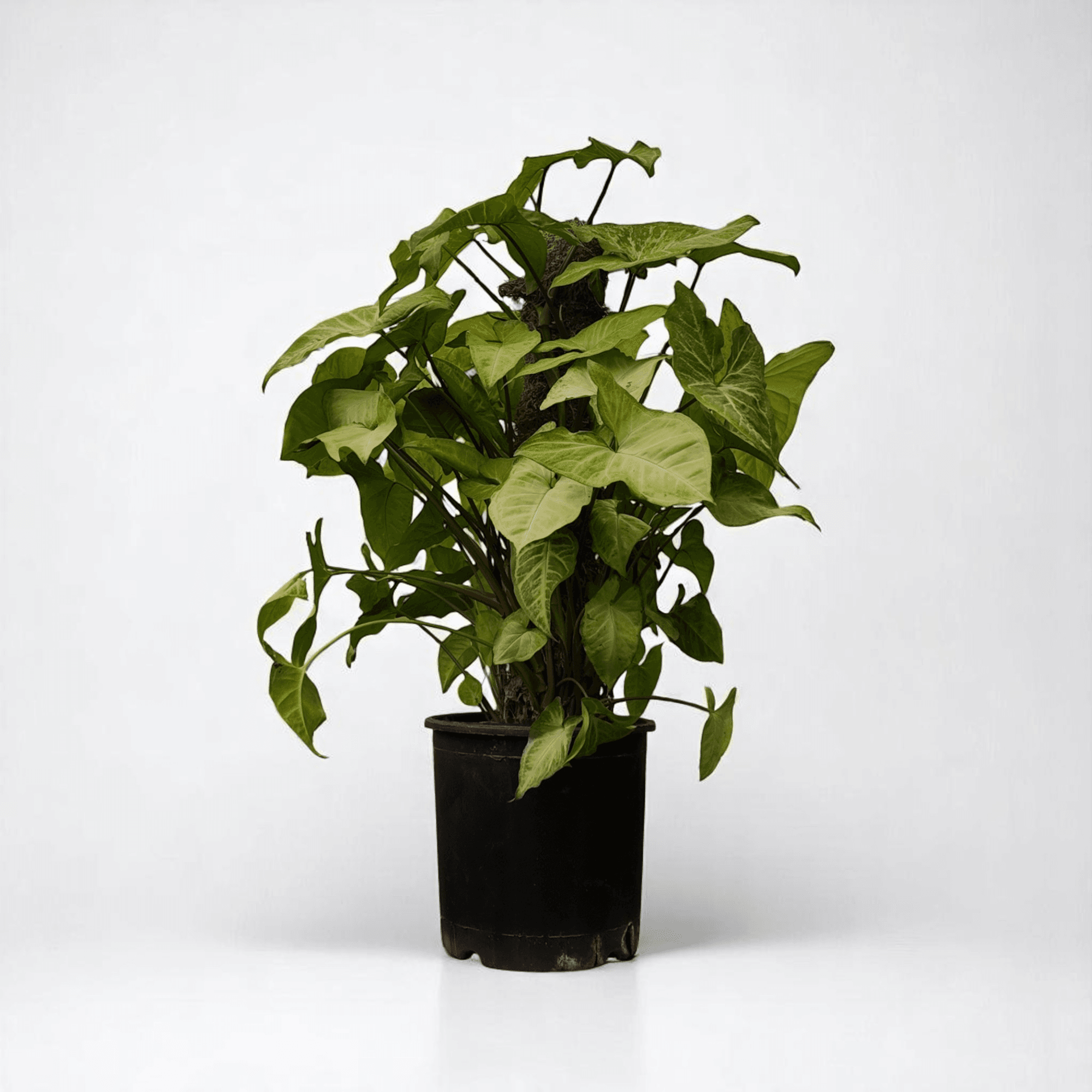 MELEK KANADI (Syngonium) (70-90cm)