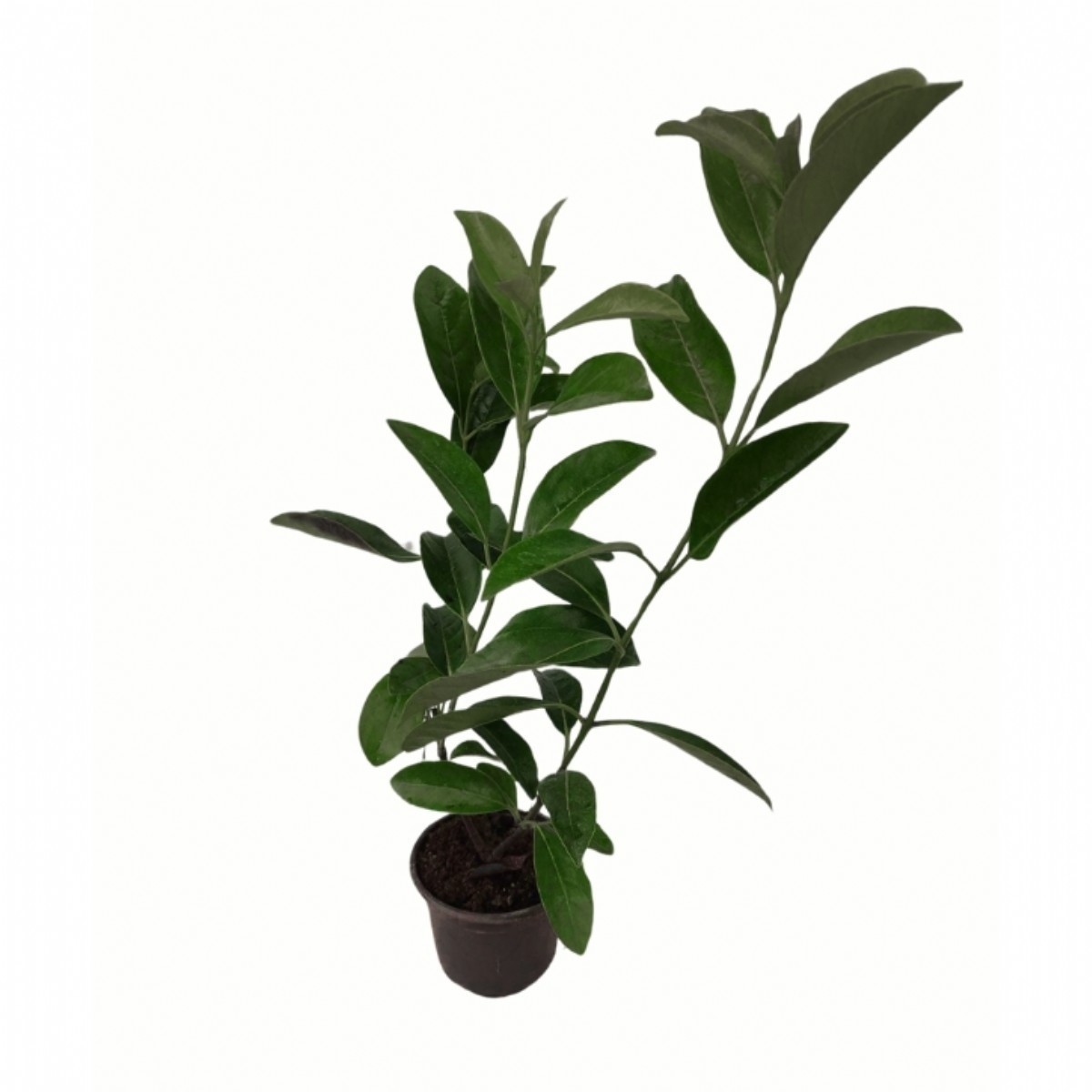 KARTOPU (Viburnum Lucidum)