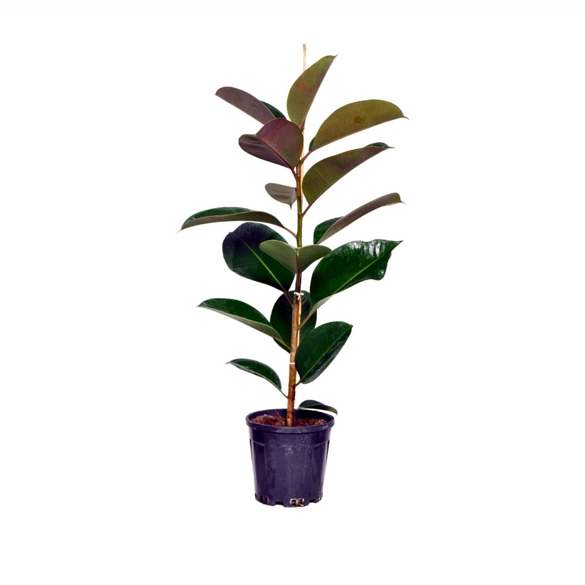 KAUÇUK BİTKİSİ (Ficus Elastica) TEK KÖK (90-110cm)