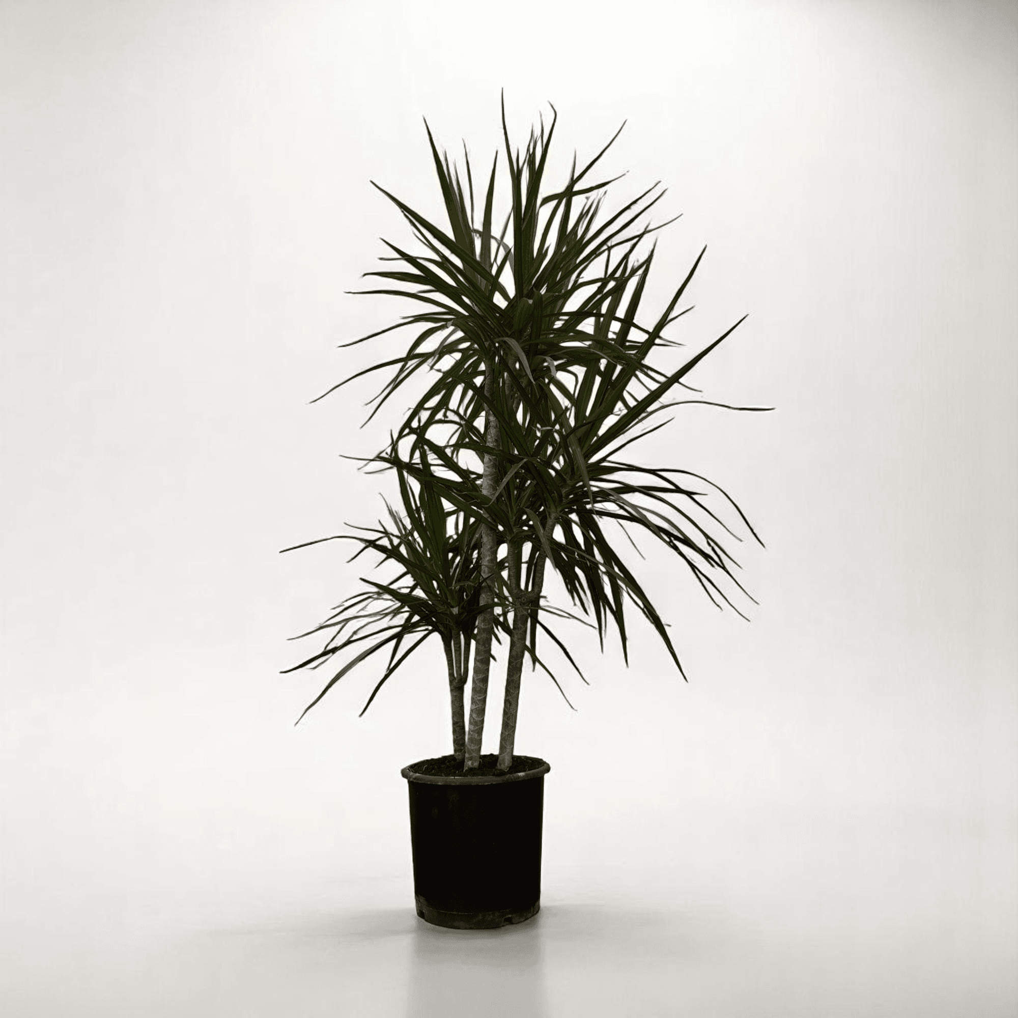 Dracaena Marginata - 3 Gövdeli (110-130cm)