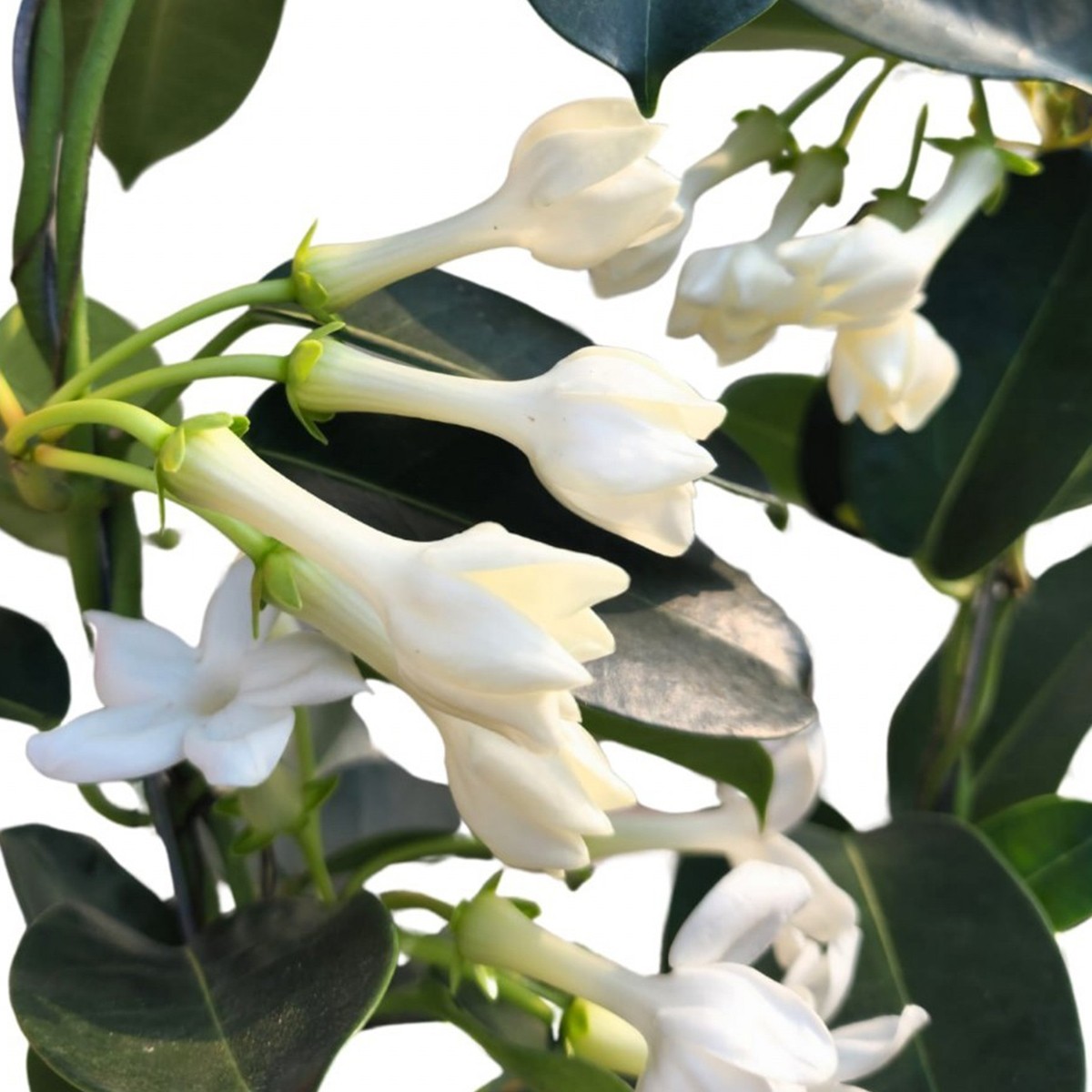 MADAGASKAR YASEMİNİ (Stephanotis Floribunda) (30-50cm)