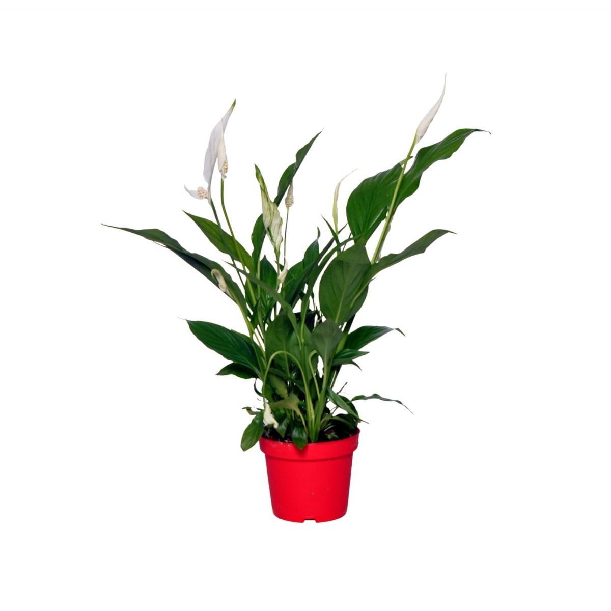 BARIŞ ÇİÇEĞİ (Spathiphyllum) (40-60cm)