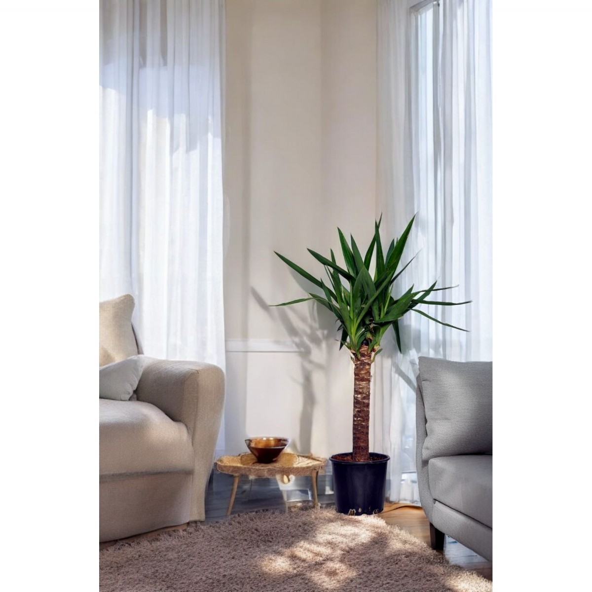 YUKA BİTKİSİ Tek Gövdeli (40-60cm)