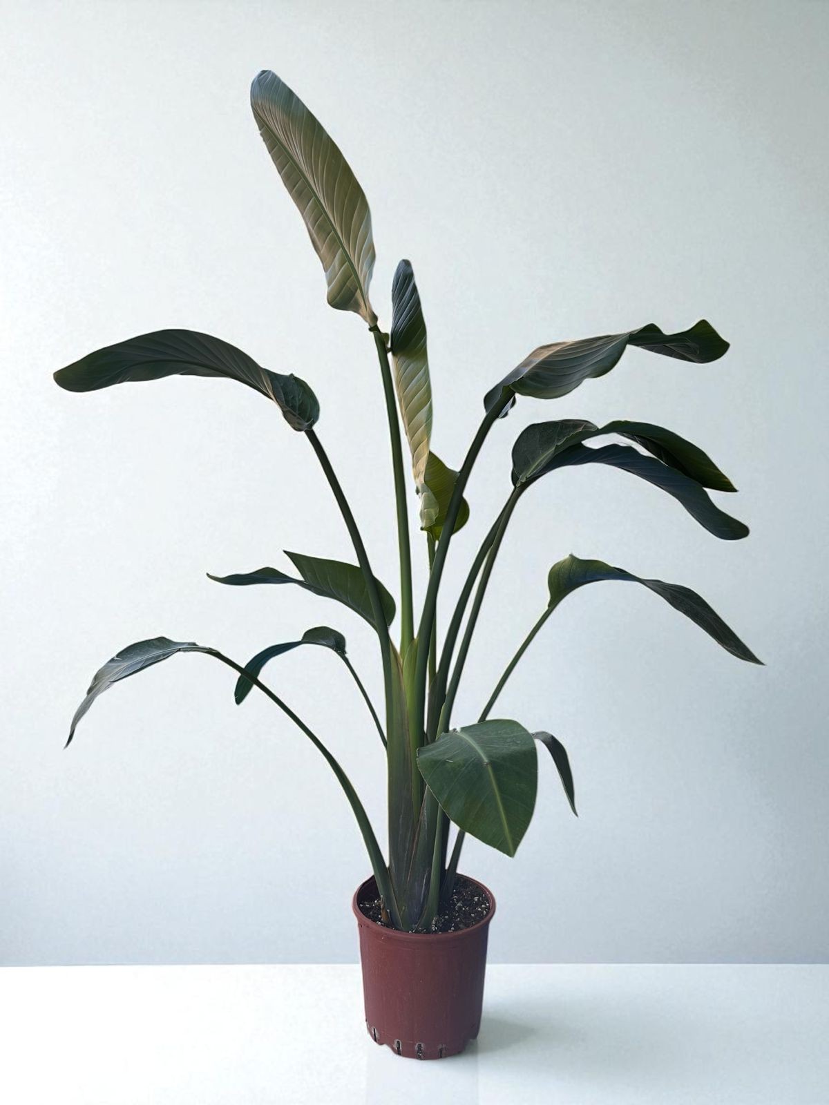 STARLİÇE (Strelitzia Nicolai) İKİ KÖK (130-150cm)