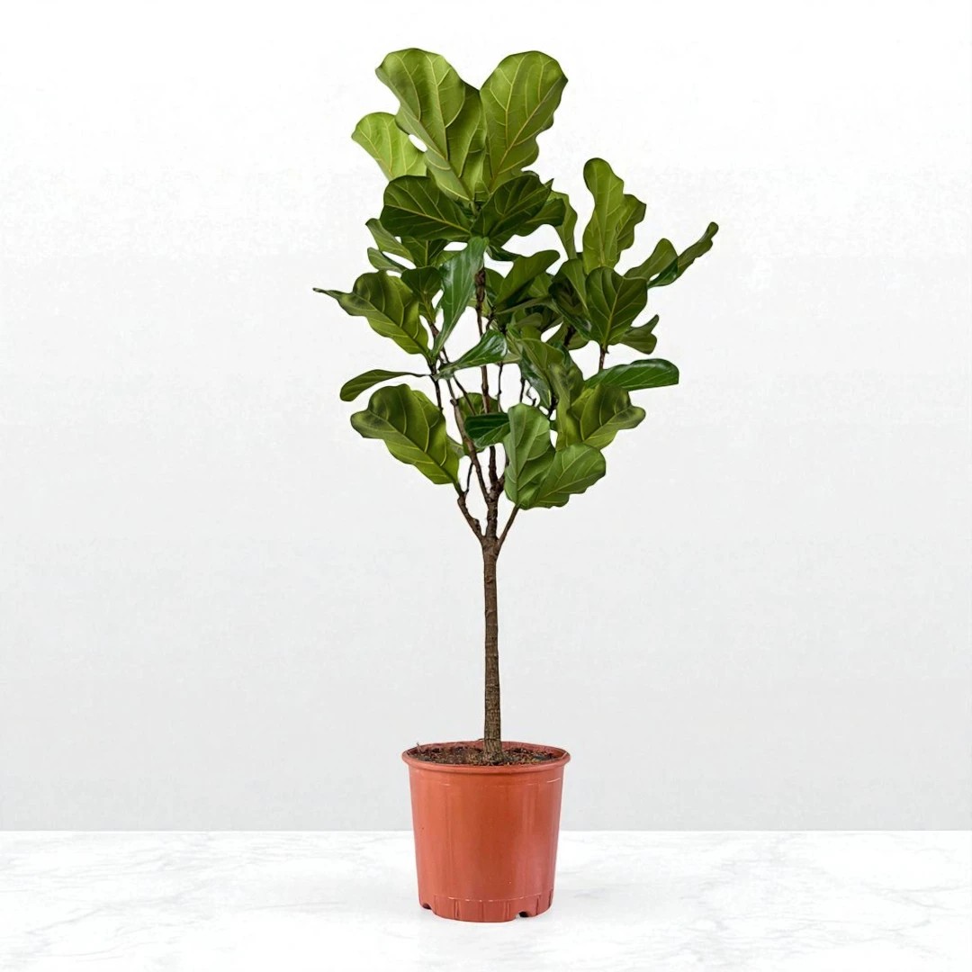 Pandora Kauçuğu (Ficus Lyrata) (160-180cm)