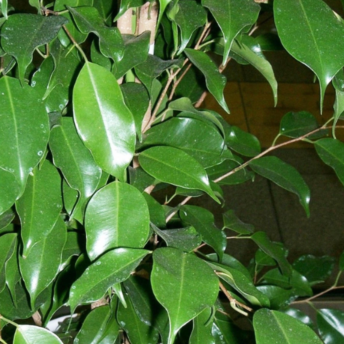 Ficus Benjamin Danielle (120-140cm)