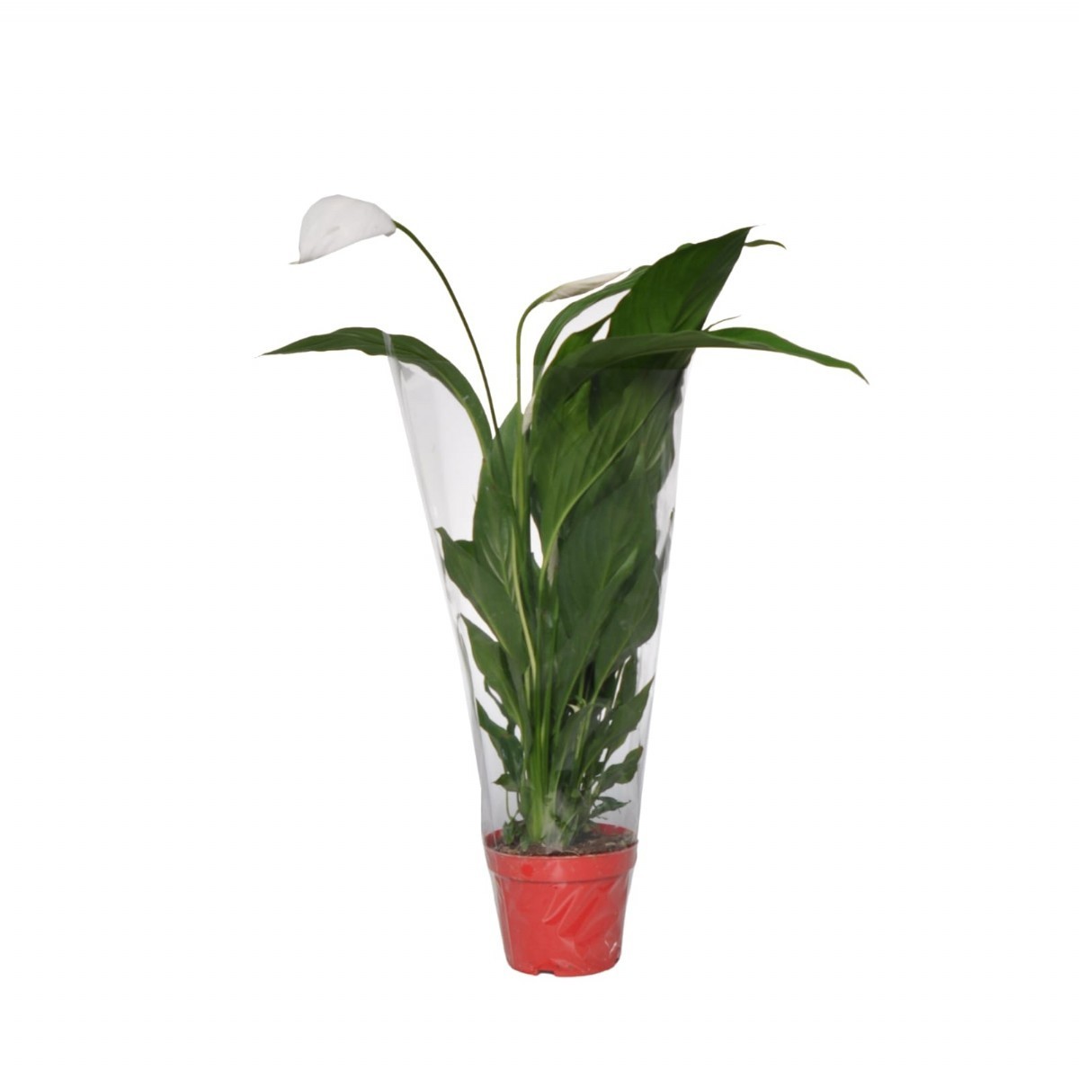 BARIŞ ÇİÇEĞİ (Spathiphyllum) (40-60cm)