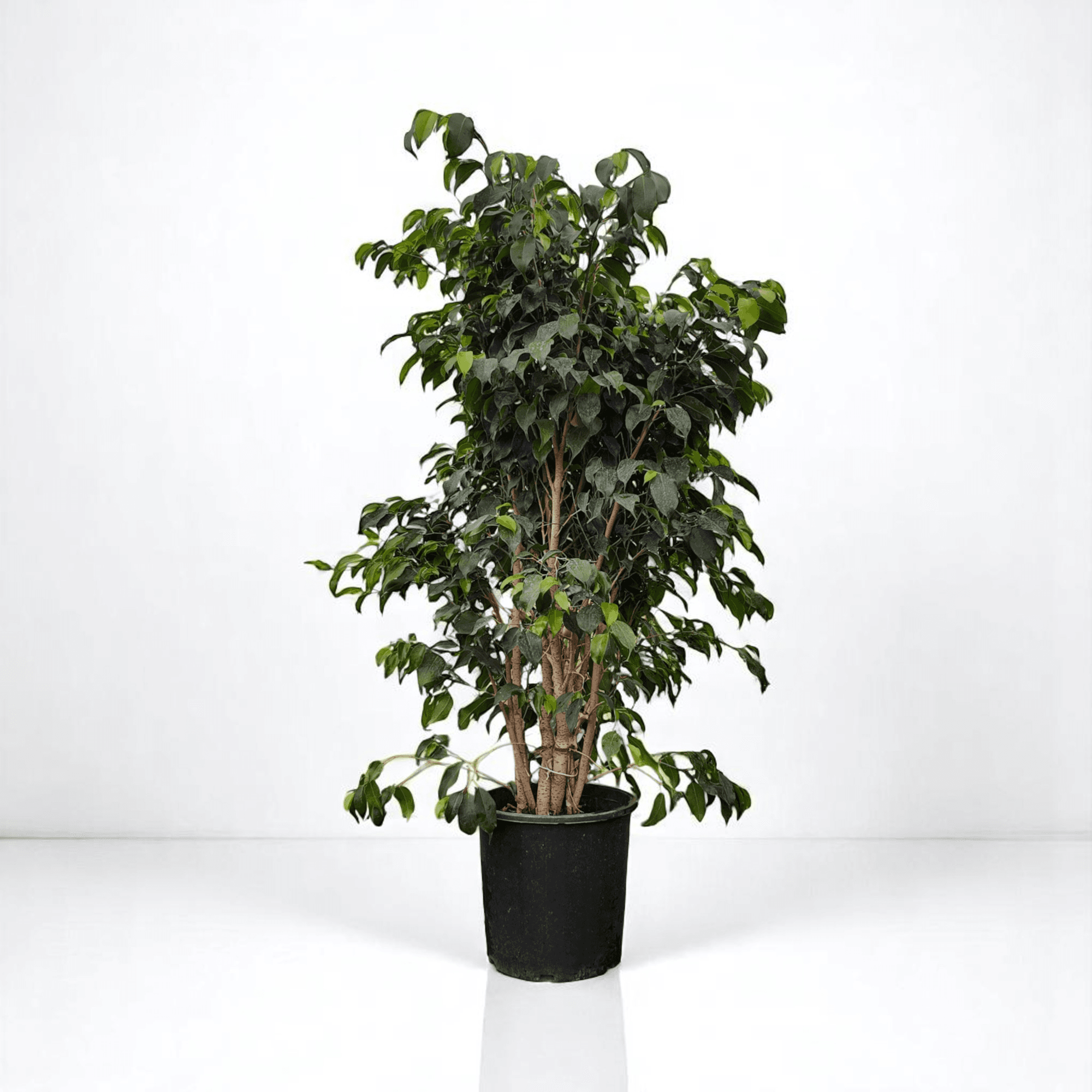Ficus Benjamin Danielle (120-140cm)