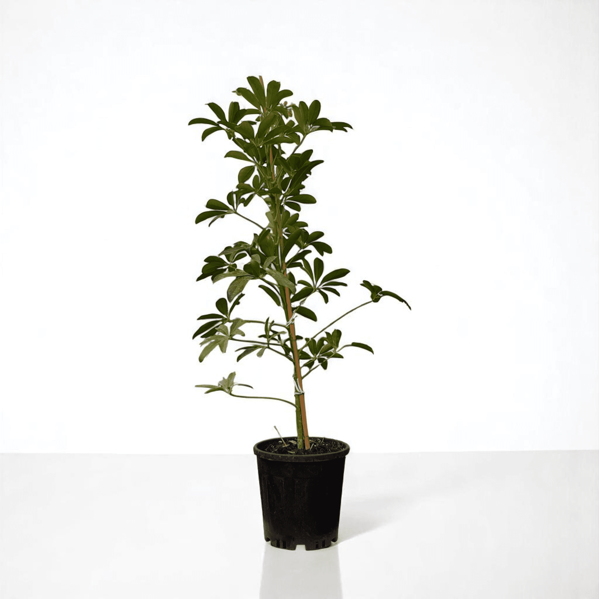 ŞEFLARA (Schefflera) TEK KÖK (80-100cm)