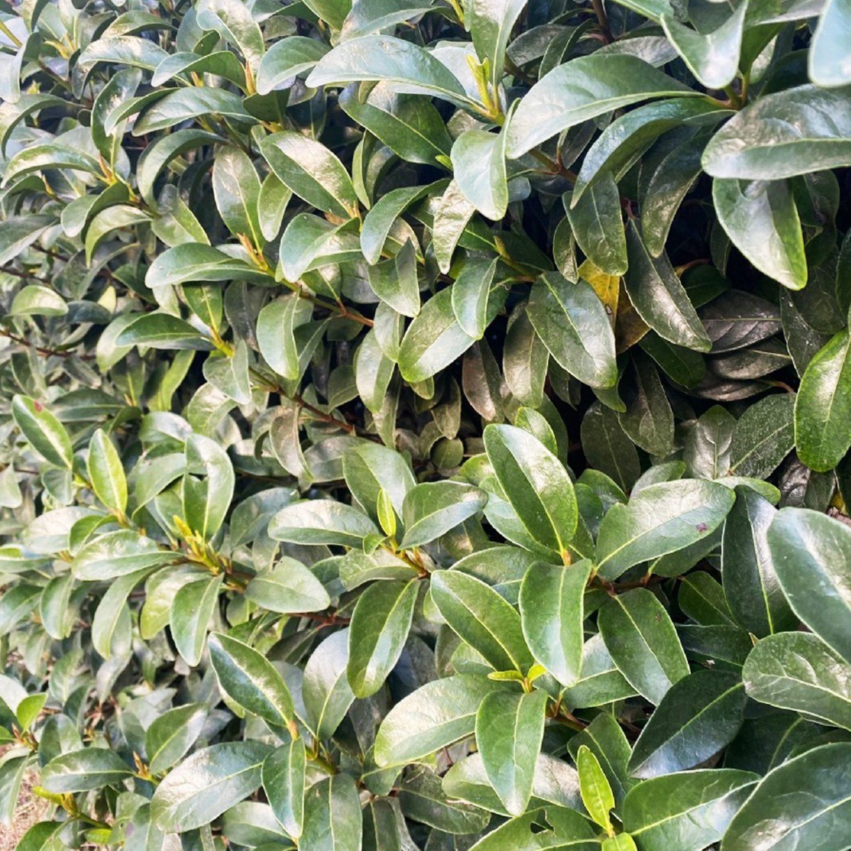 KARTOPU (Viburnum Lucidum)