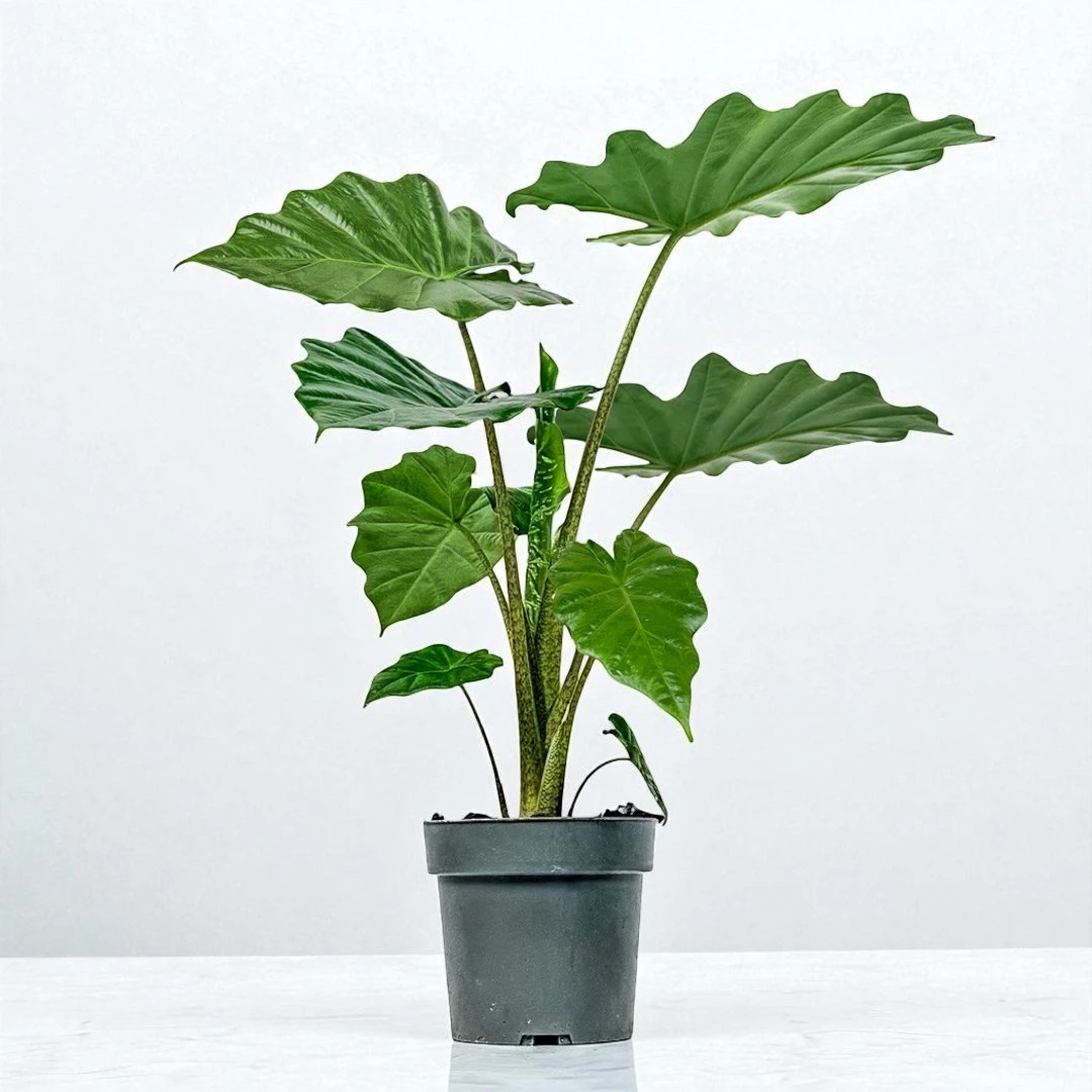 Fil Kulağı (Alocasia) (100-120cm)
