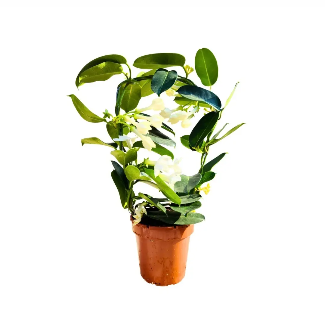 MADAGASKAR YASEMN (Stephanotis Floribunda) (30-50cm)