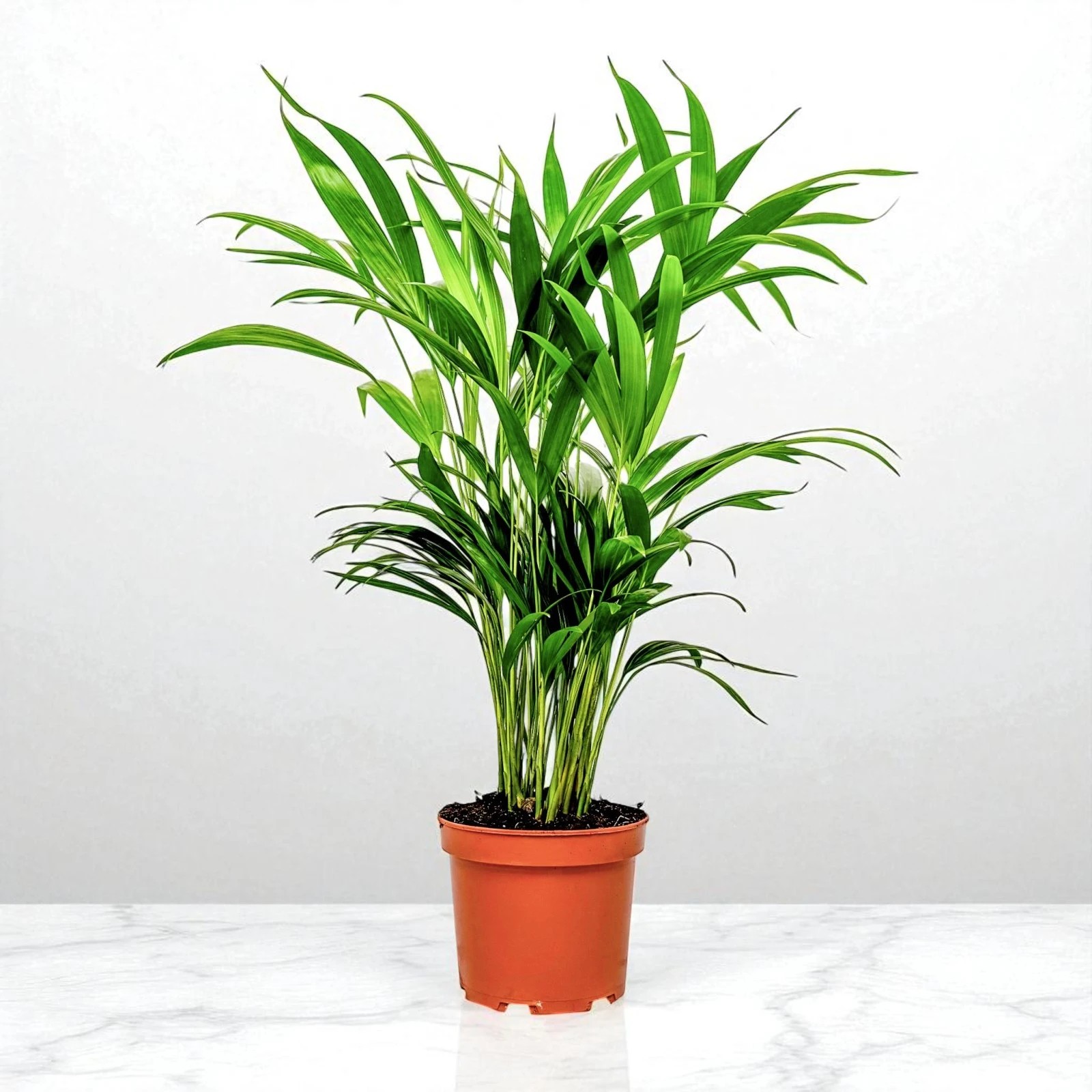 Areka Palmiyesi (Dypsis Lutescens)  (60-80cm)