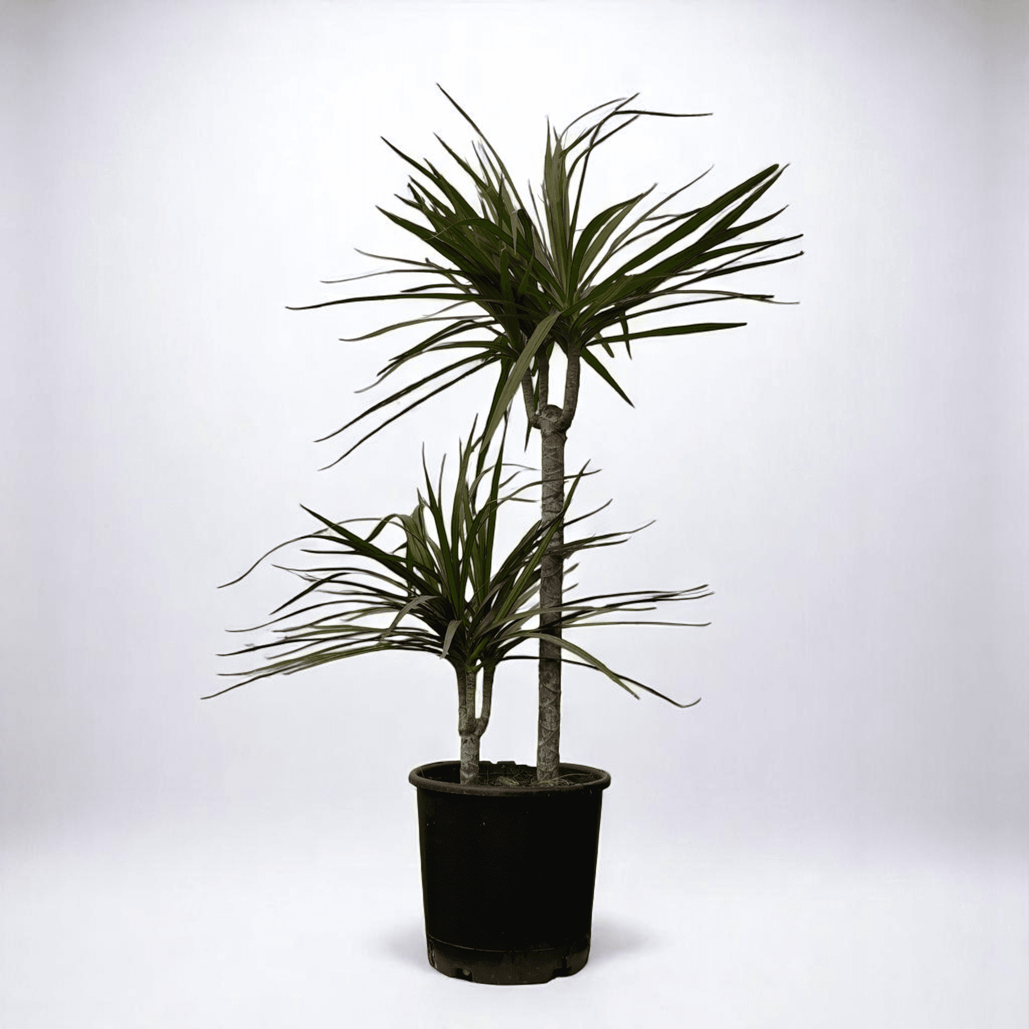 Dracaena Marginata - 2 Gövdeli (100-120cm)