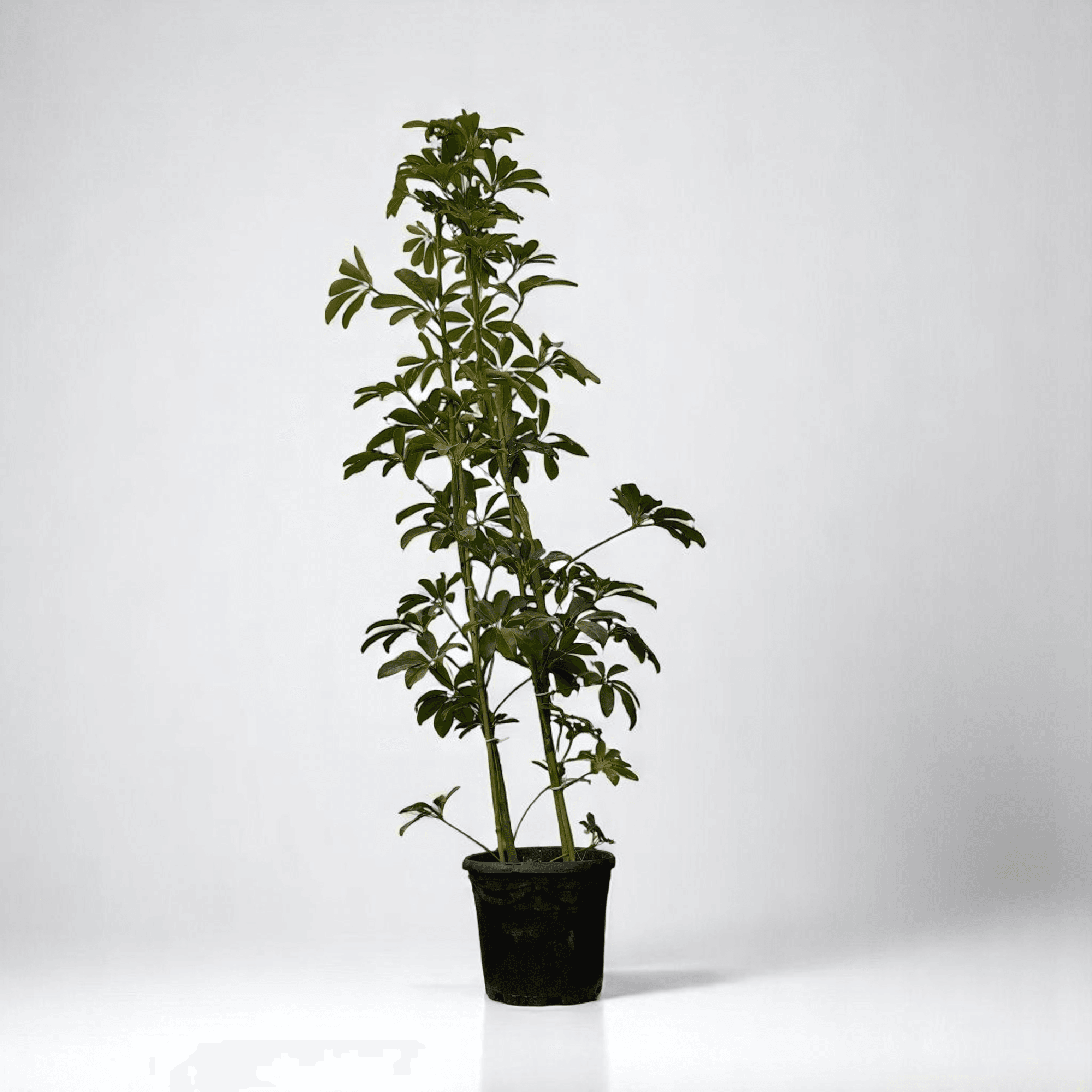 ŞEFLARA (Schefflera) İKİ KÖK (100-120cm)