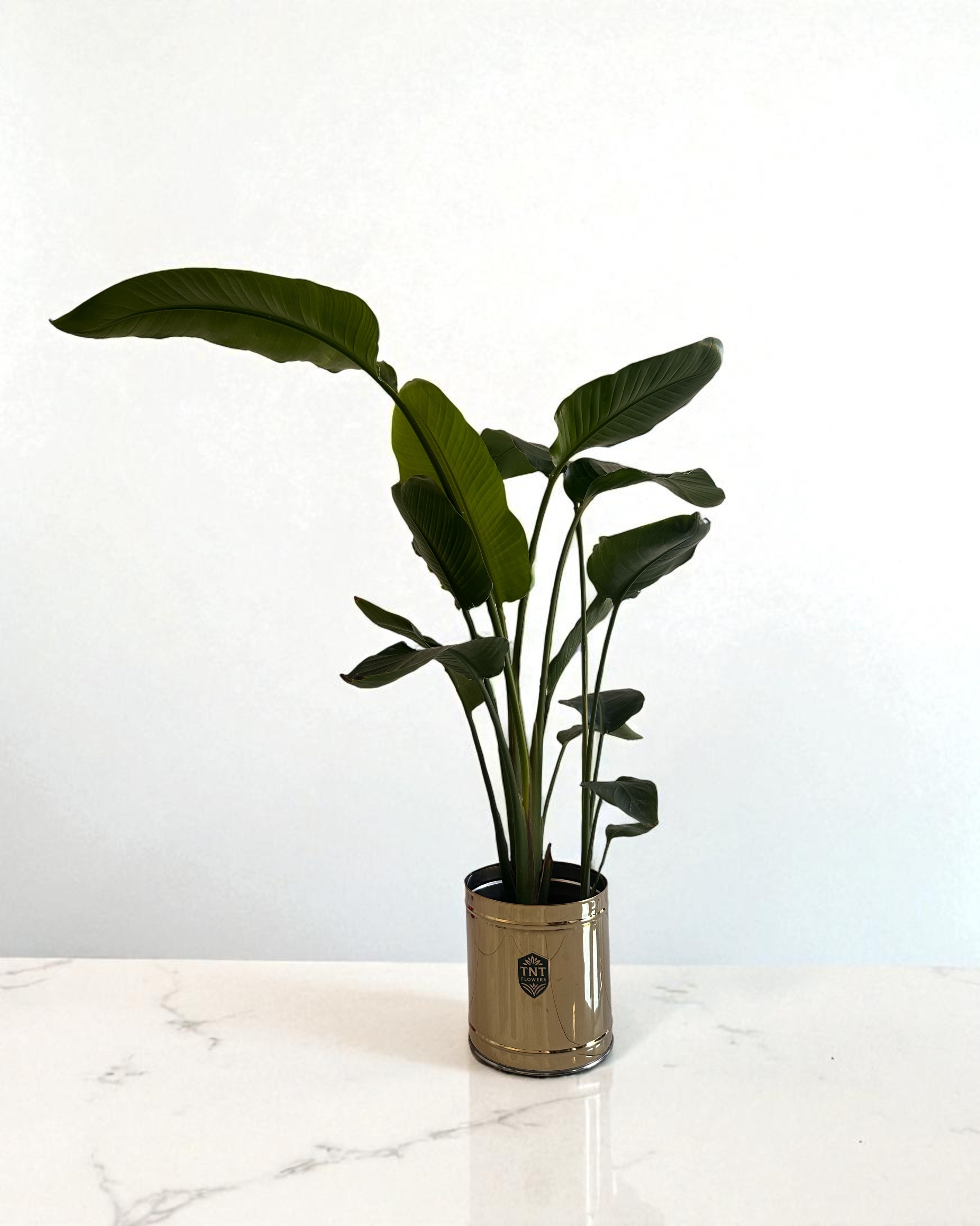 Starliçe 3 Kök (140-160 cm) Dubai Golf Saksılı