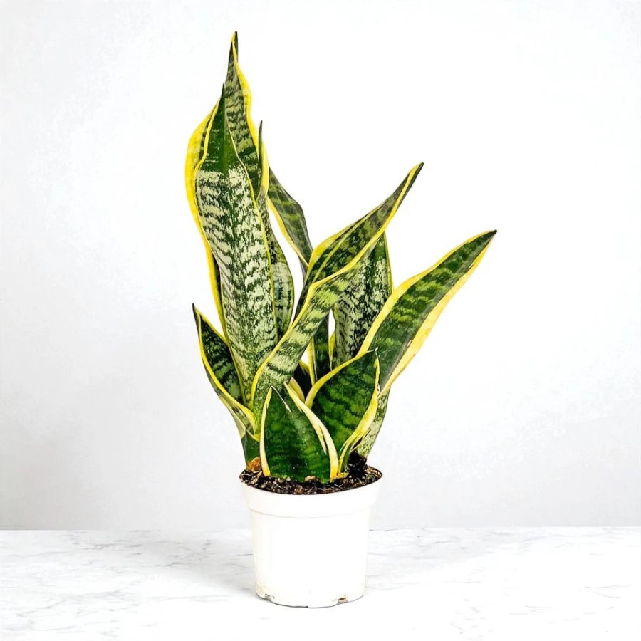 Paşa Kılıcı (Sansevieria Superba) (30-40cm)