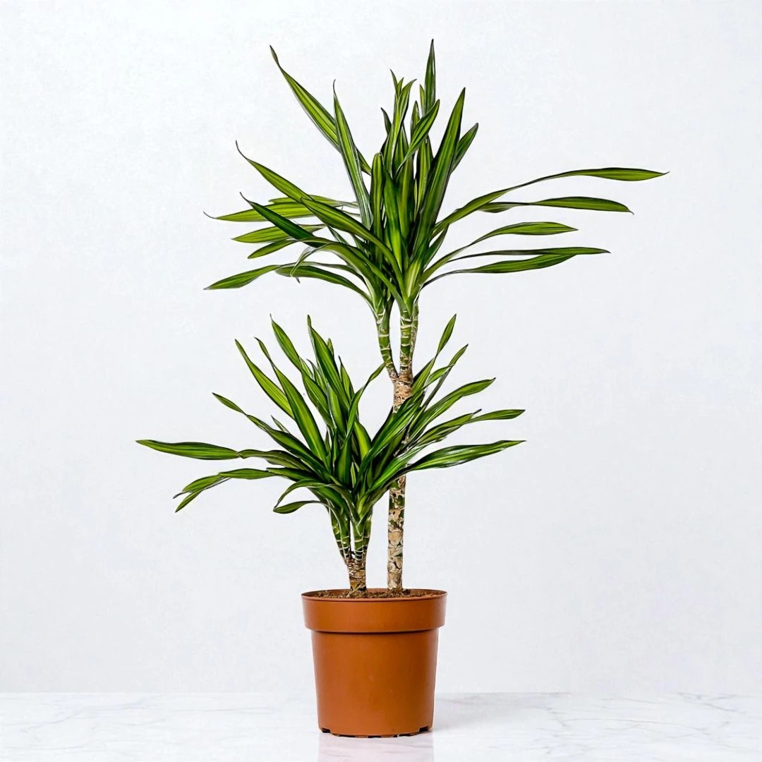 Dracaena Rikki - 2 Gövdeli (80-100cm)