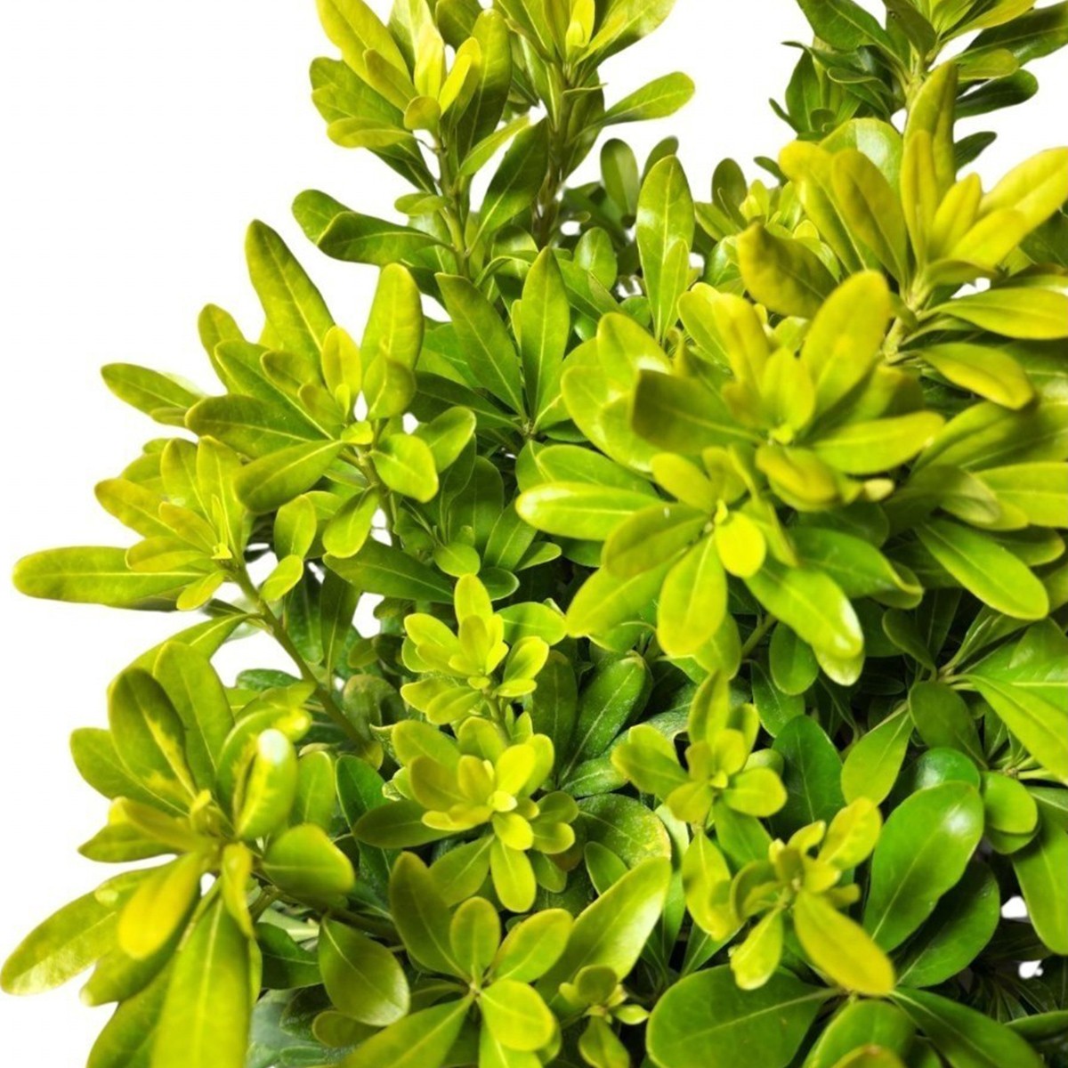 BODUR YILDIZ ÇALISI - PİTOS (Pittosporum Tobira Nana)