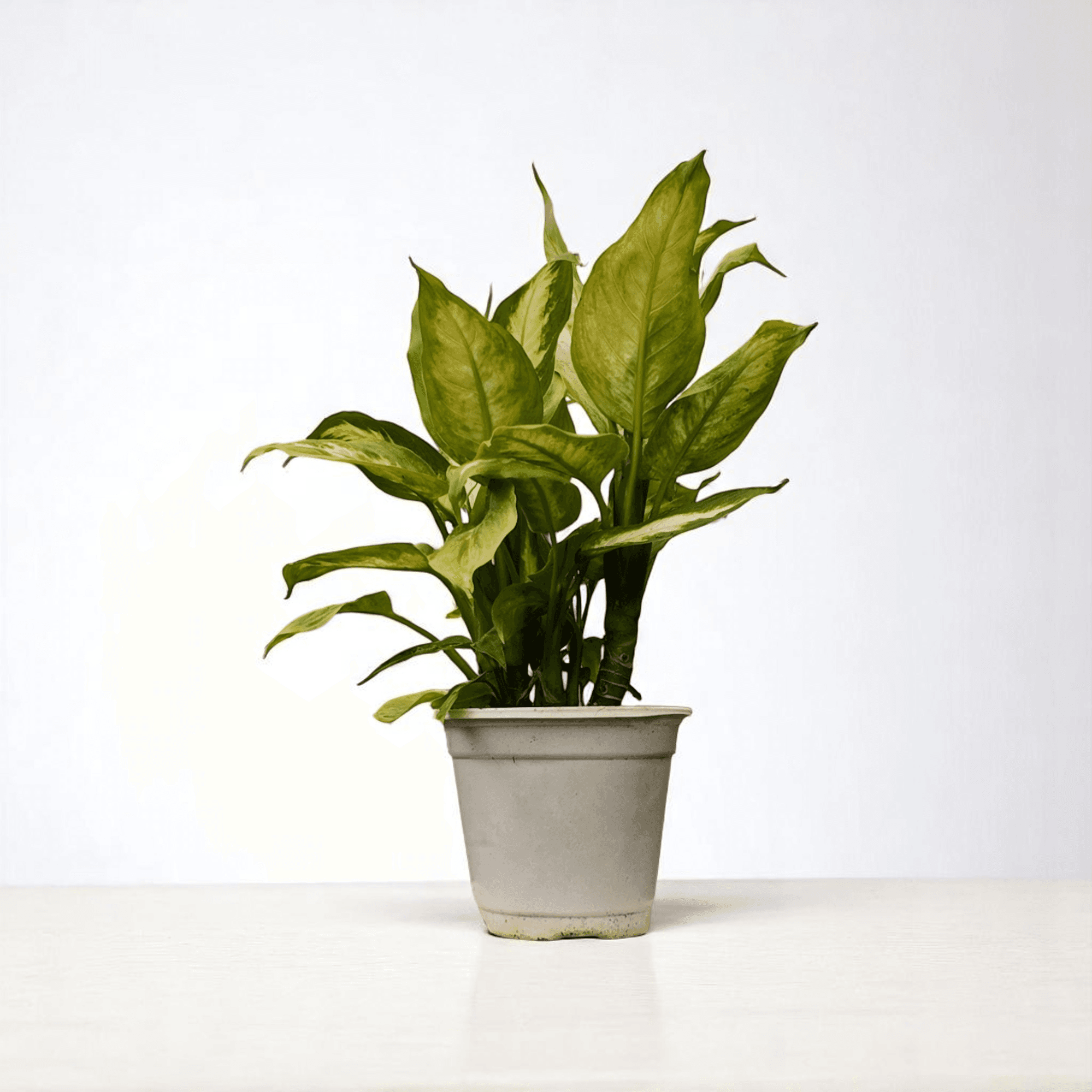 DİFENBAHYA (Dieffenbachia Camilla) (30-50cm)