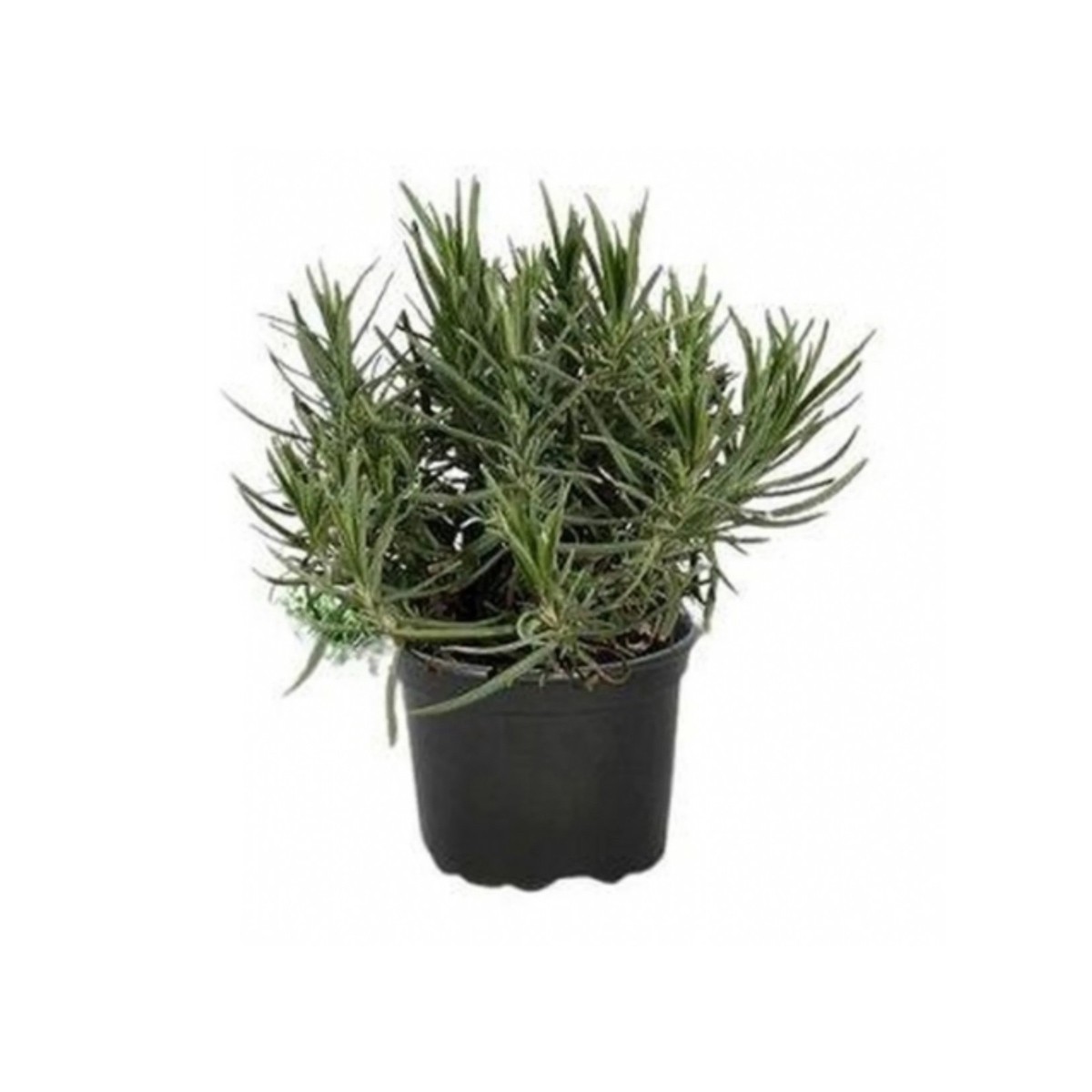 Lavanta (Lavandula Angustifolia)