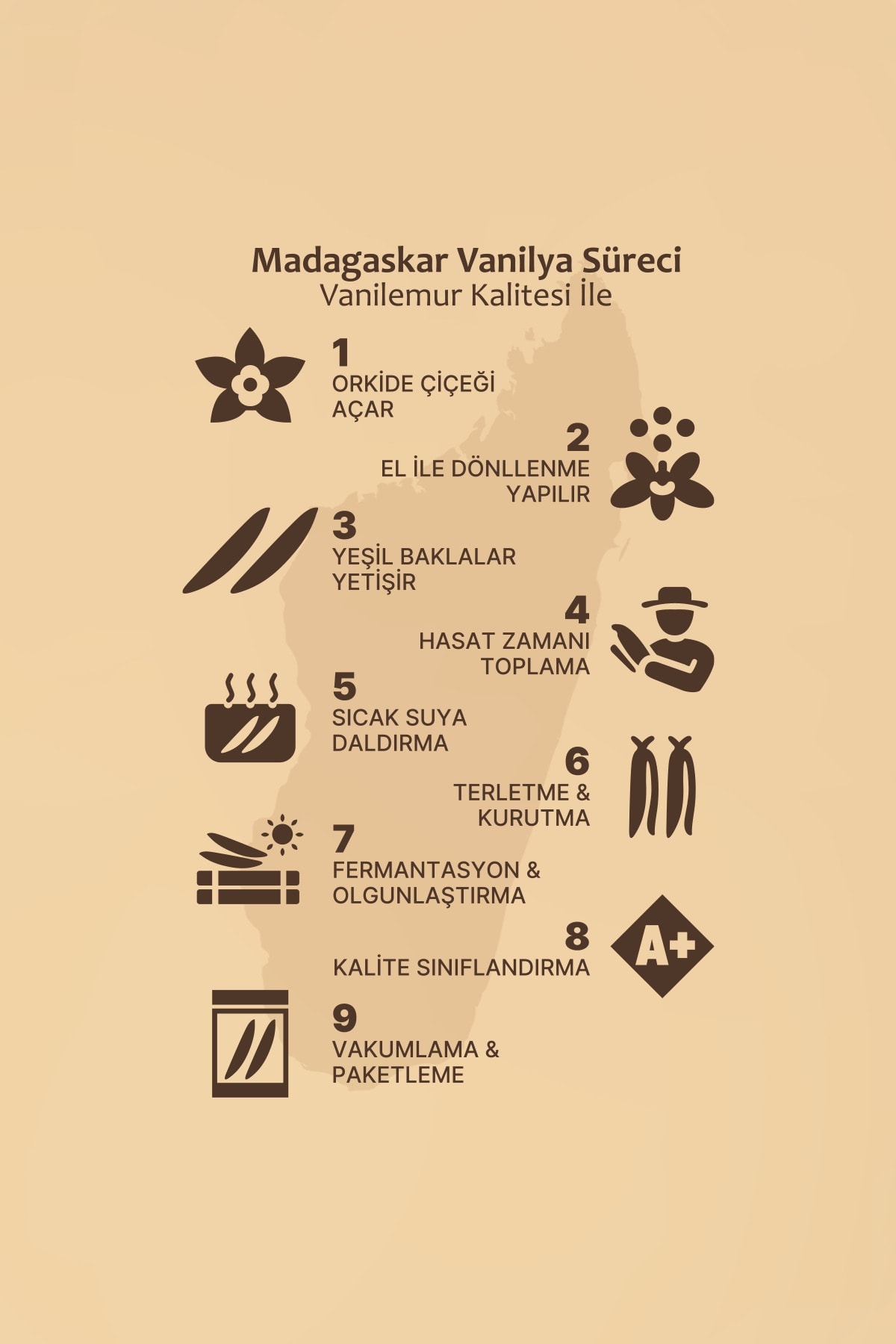 Vanilya Çubuğu 20 Adet (Yeni Hasat) Madagaskar Vanilyası [L]