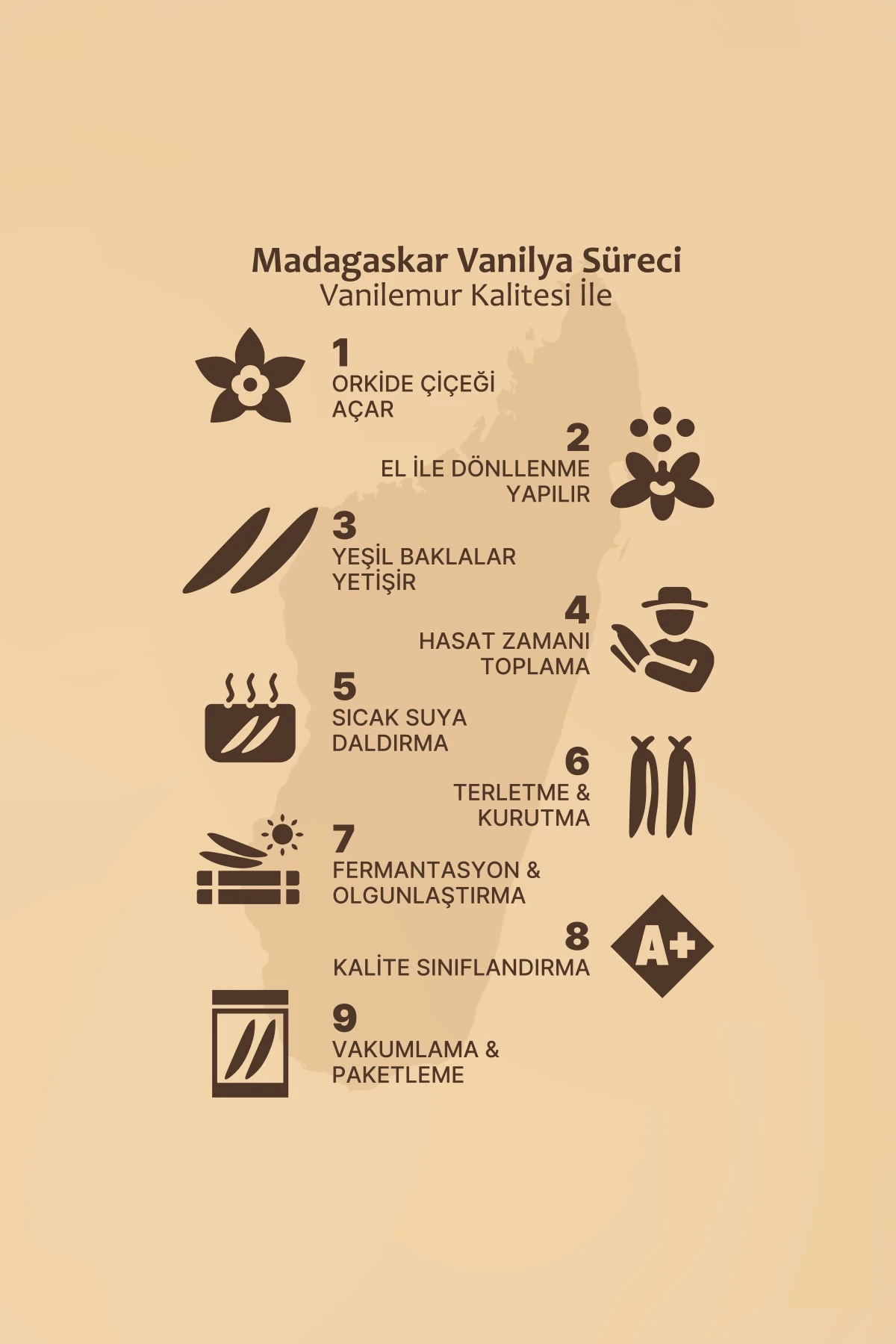 Vanilya Çubuğu 10 Adet (Yeni Hasat) Madagaskar Vanilyası [L]