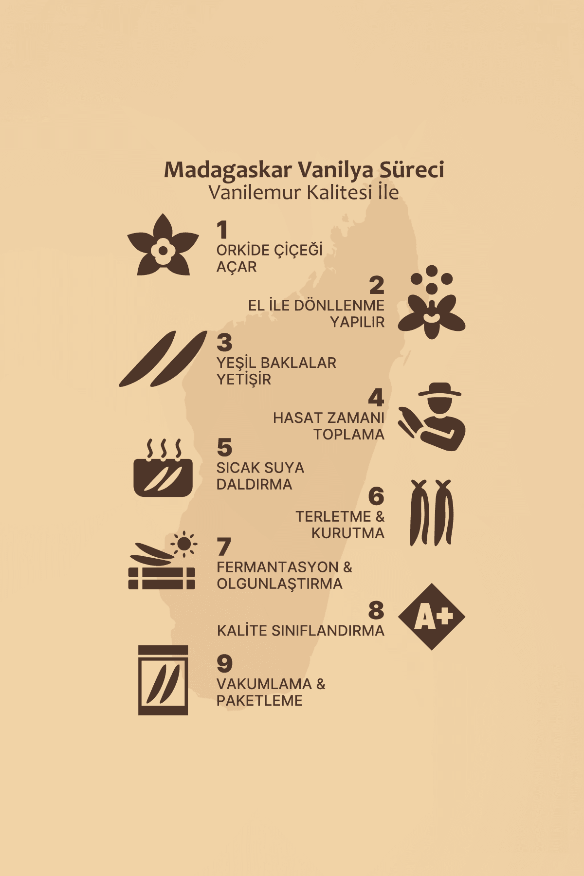 Vanilya Çubuğu 20 Adet (Yeni Hasat) Madagaskar Vanilyası [XL]