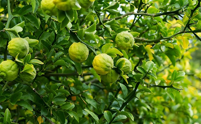 Bergamot Nedir?