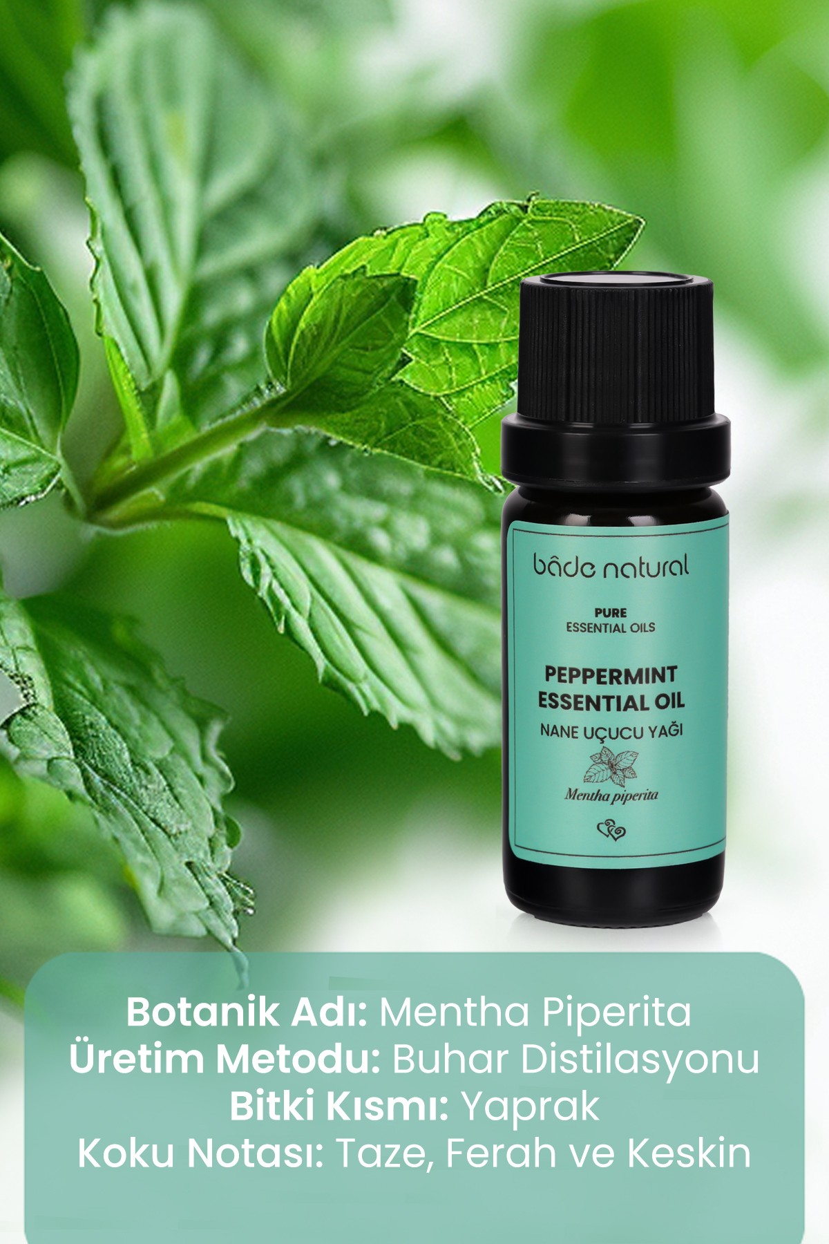 Nane Uçucu Yağı %100 Saf 10 ml