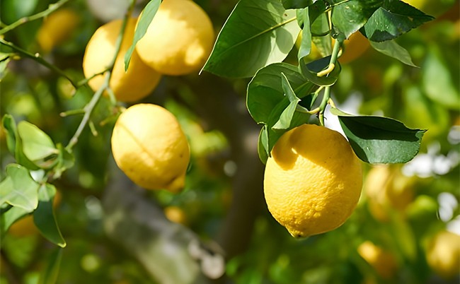 Limon Nedir?