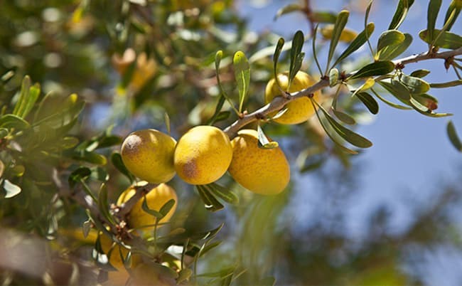 Argan Yağı İçeren Ürünler Nelerdir?