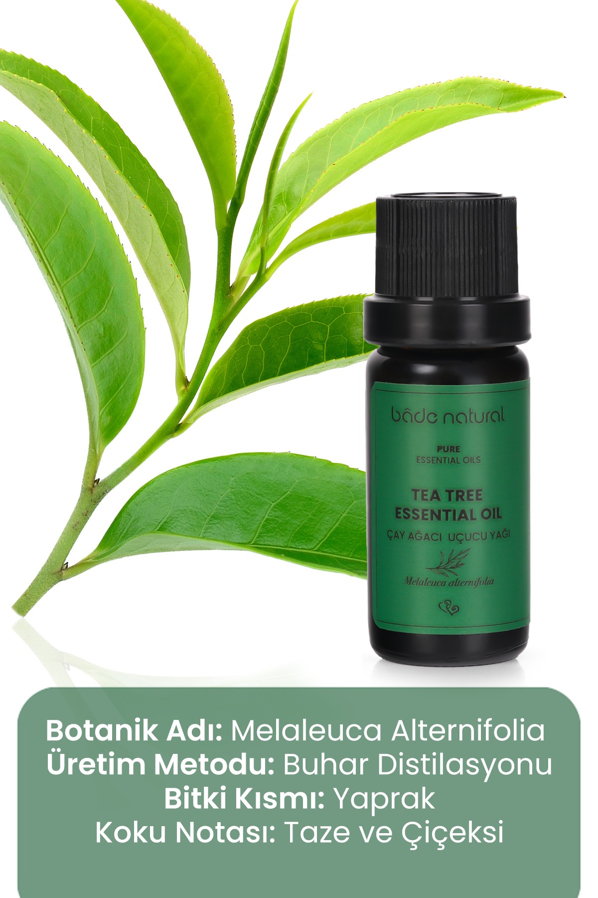 Çay Ağacı Uçucu Yağı %100 Saf 10 ml