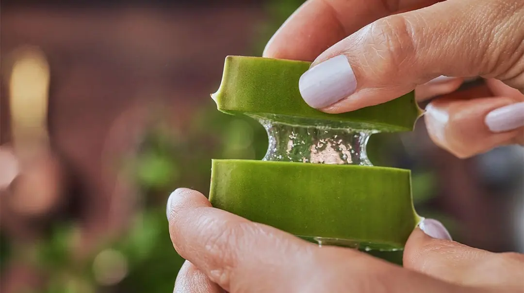 Aloe Vera Jel Nasl Kullanlr? Faydalar Nelerdir? | Bade Natural